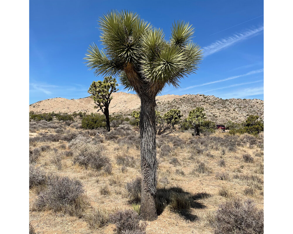 SIGHTS-Joshua Tree National Park