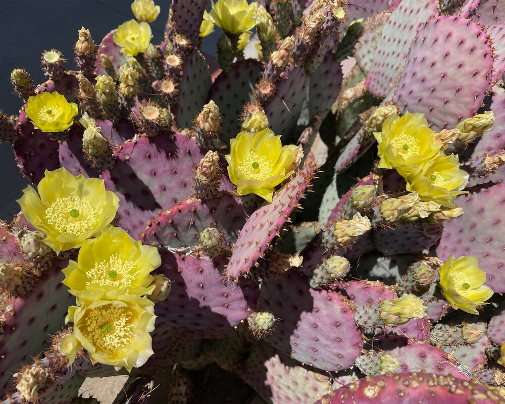 SIGHTS - Flowering Cactus 