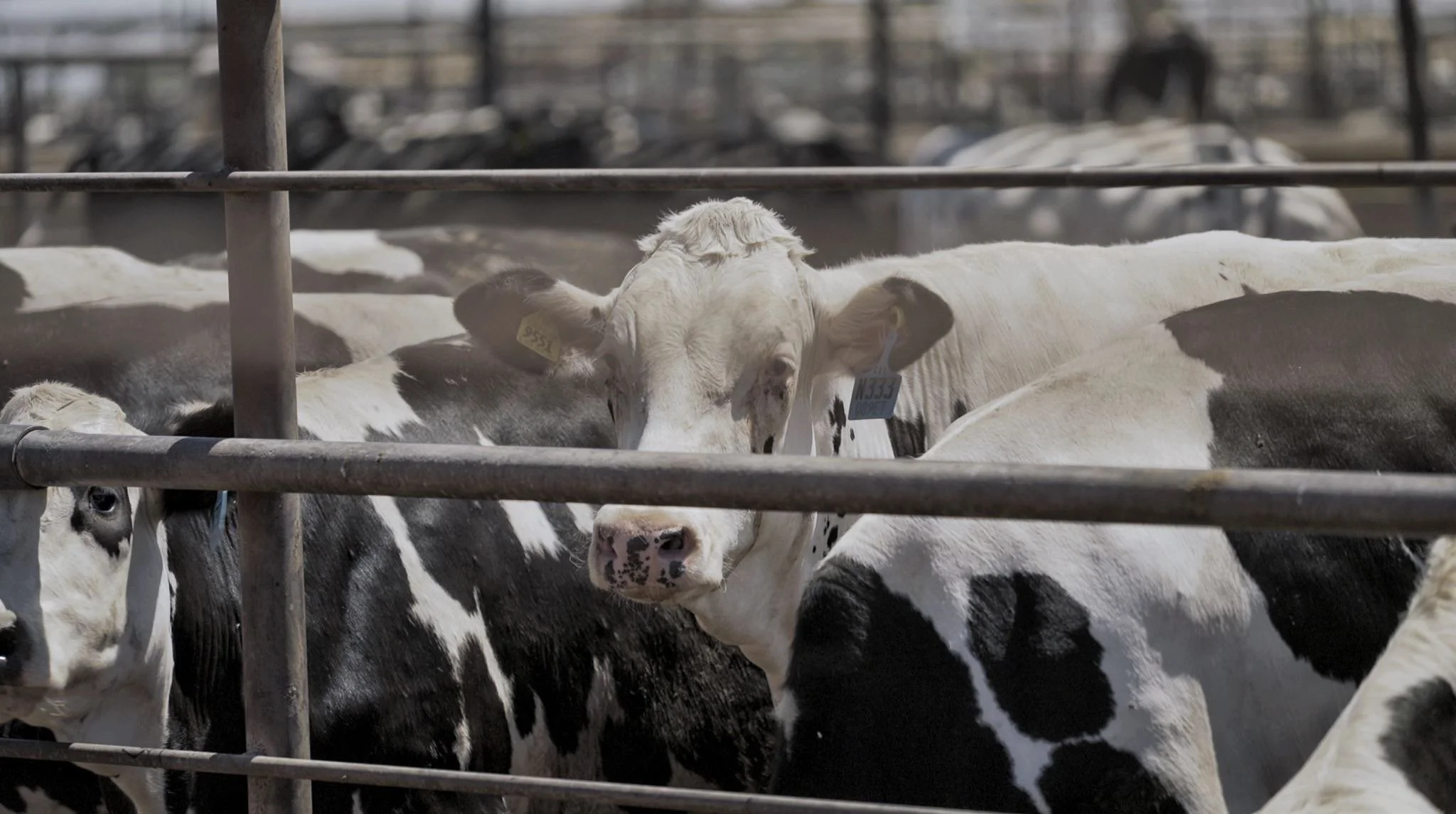 Cattle Farming in the Imperial Valley