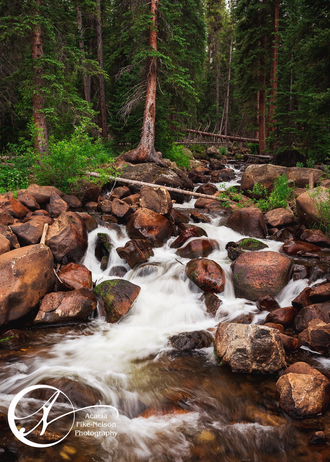 A waterfall rushing through a pine forest in Colorado.
