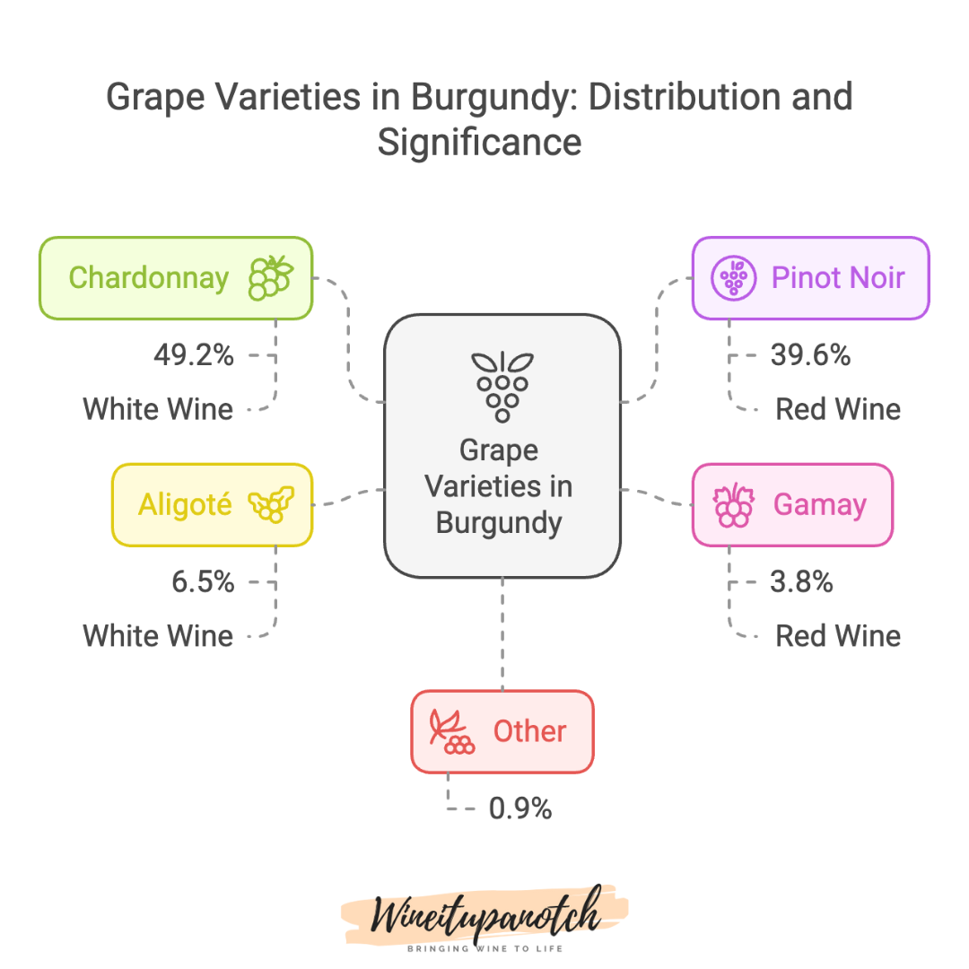 UNDERSTANDING THE WINE GRAPES OF BURGUNDY, FRANCE — Wineitupanotch ...