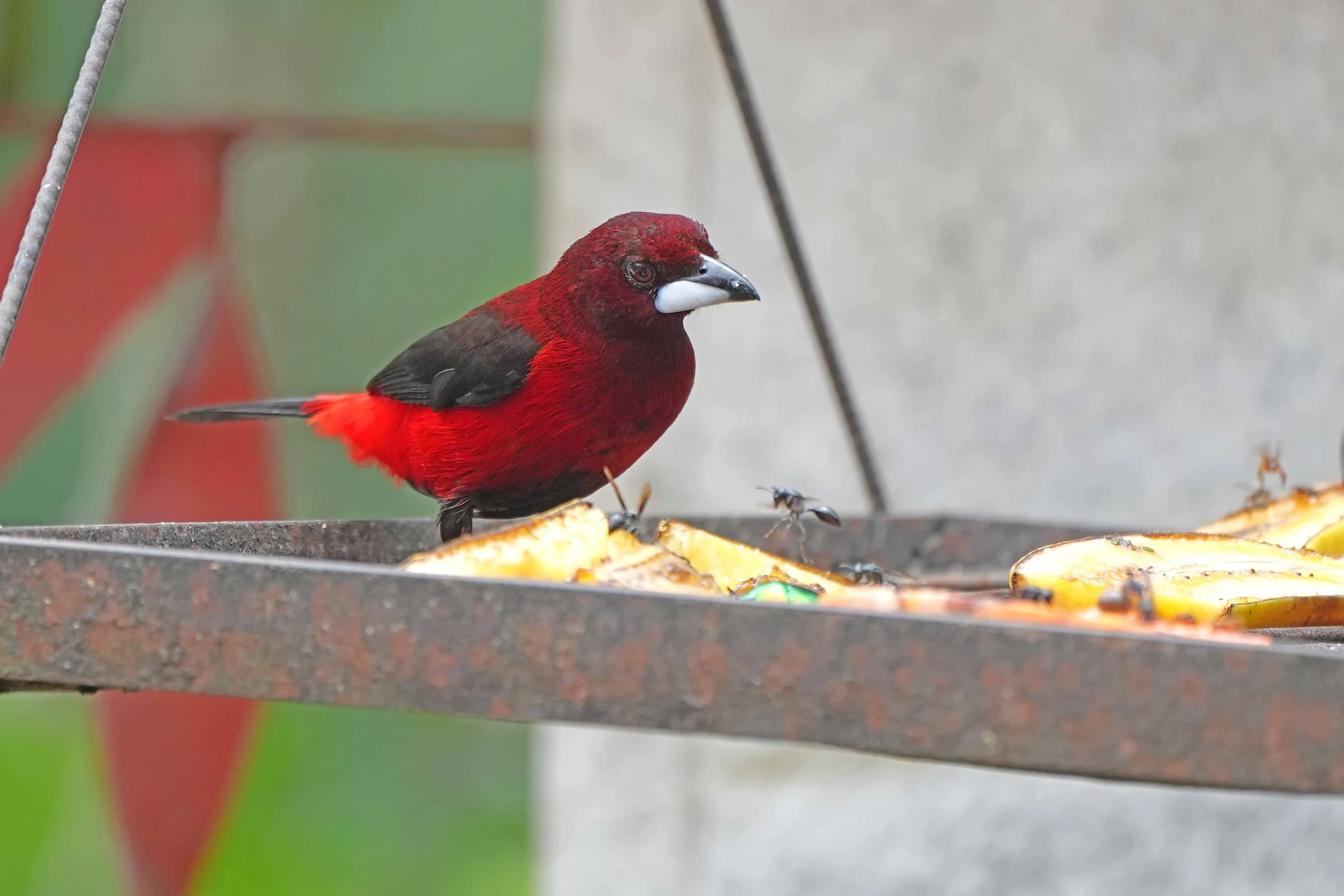 Crimson-backed Tanager sm NSC08803.JPG