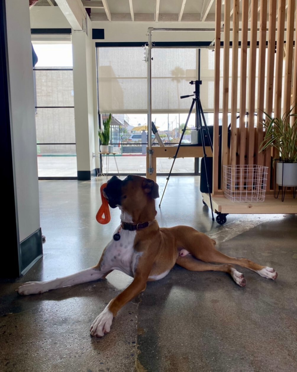 FURRY FRIENDS are WELCOME 🐶 

@moab_the_boxer_pup 

#chiropractic #myofascialrelease #functionaltraining #functionalmedicine #stress #hormones #diabetes #newportbeach #lido #orangecounty #tustin #irvine #coronadelmar ##boxersofinstagram #dogsofinsta