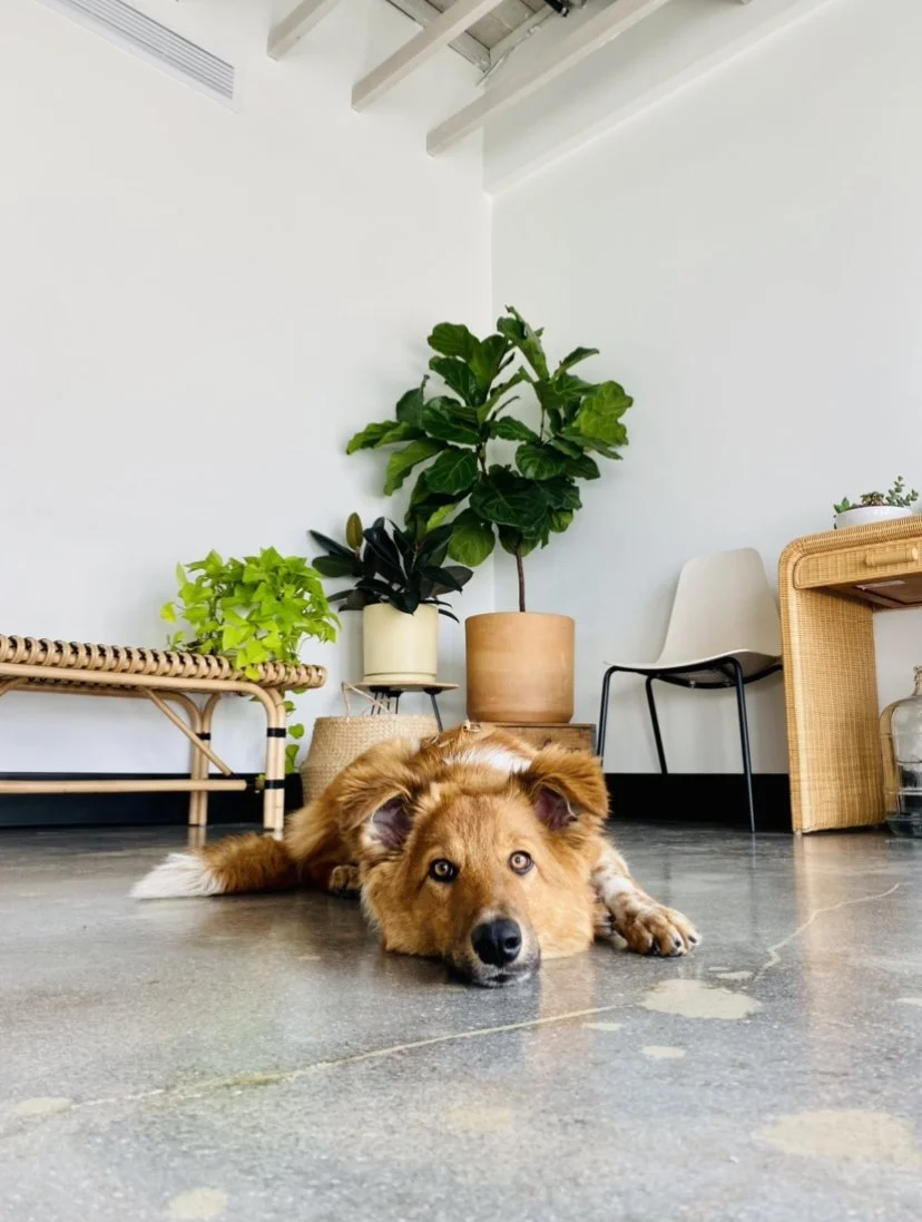 Frankie, the office dog and greeter at Wholistic Abode Chiropractic in Newport Beach, resting on the office floor