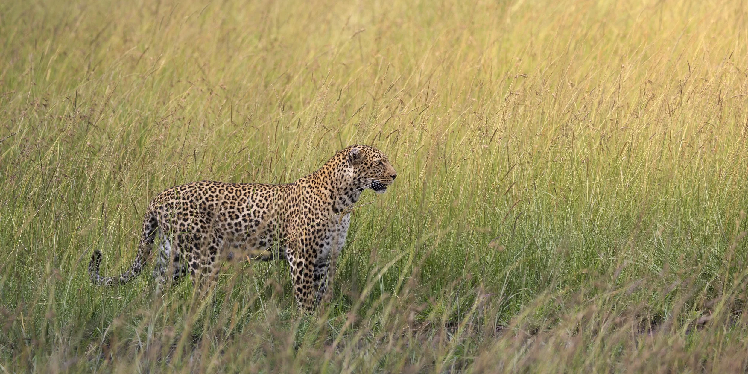 Talor_Stone_Kenya_2026_69.jpg
