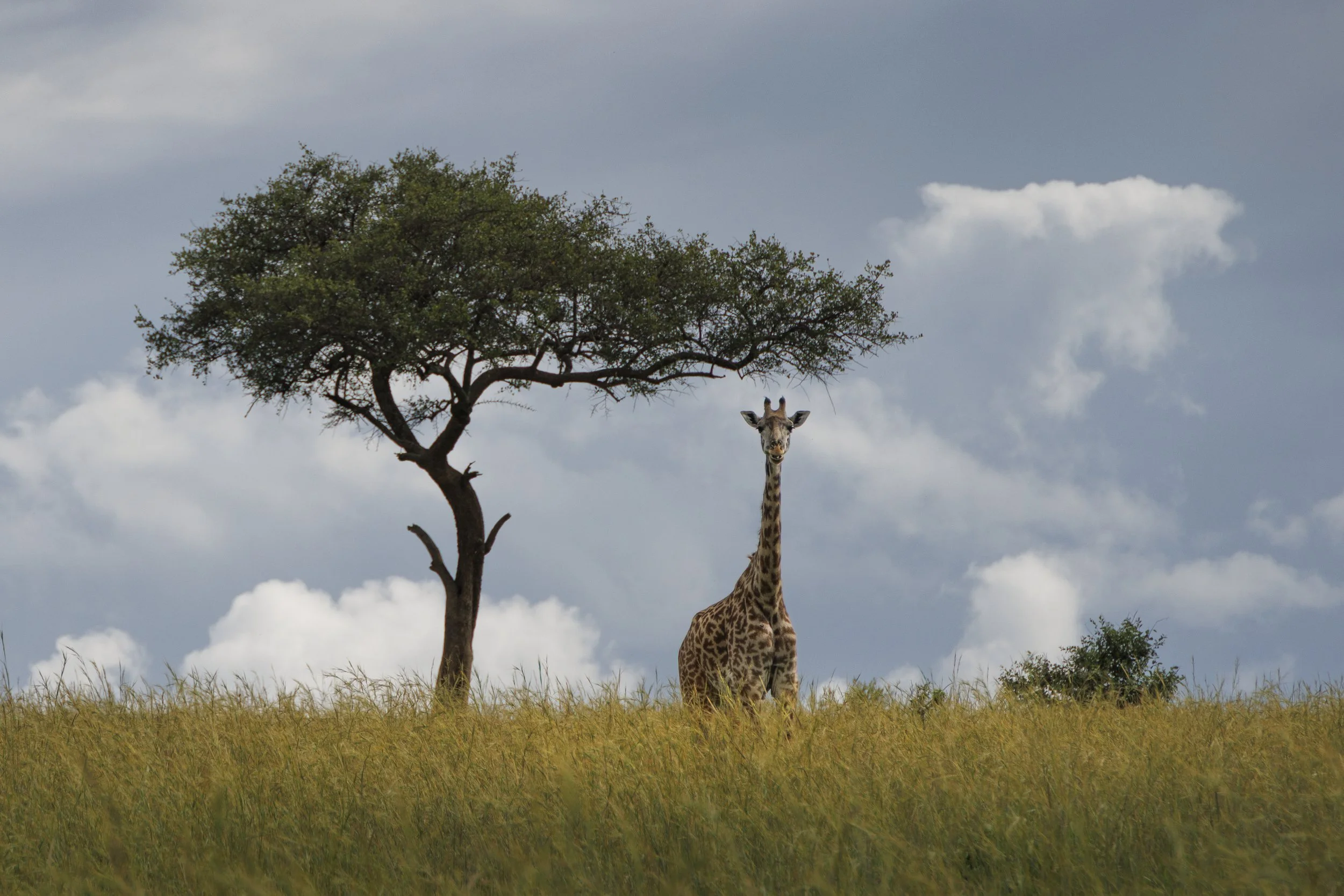 Talor_Stone_Kenya_2026_70.jpg