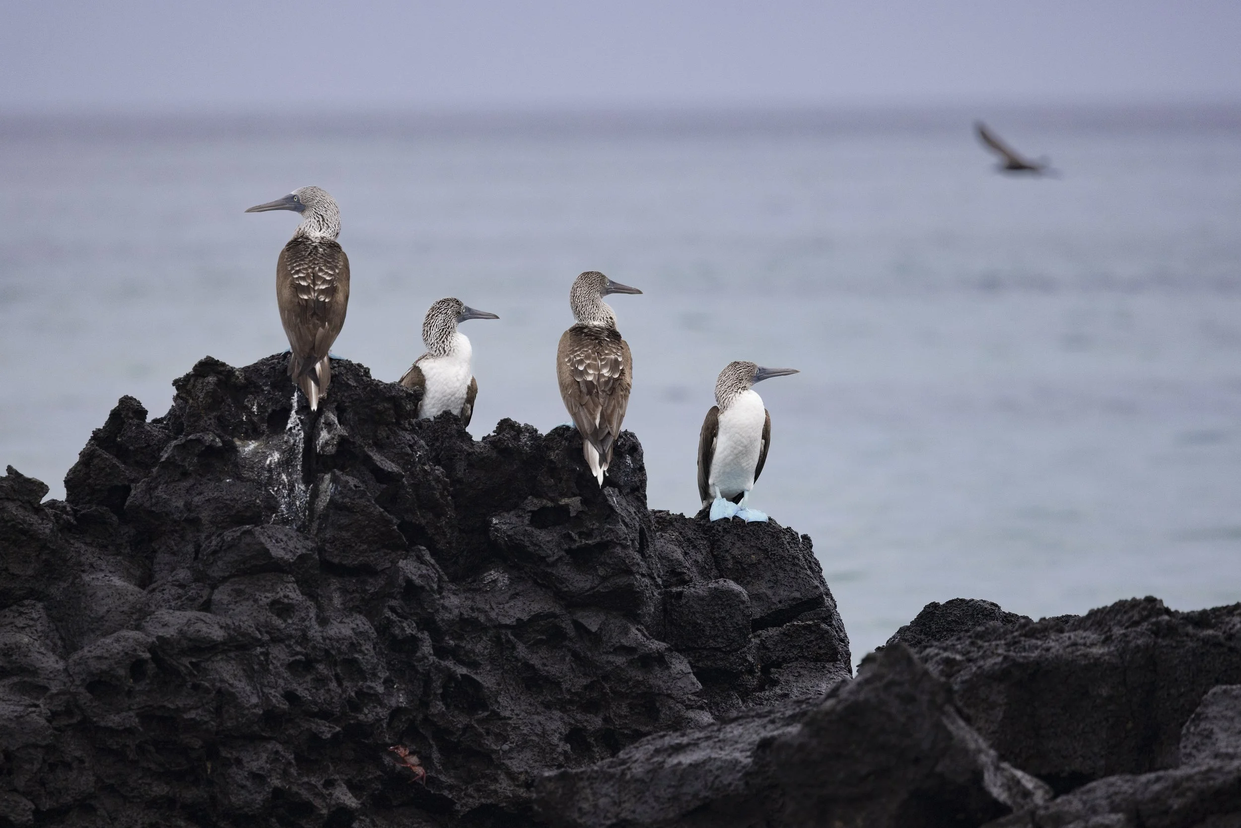 2025-05-13-Galapagos-Bachas-109-Edit.jpg