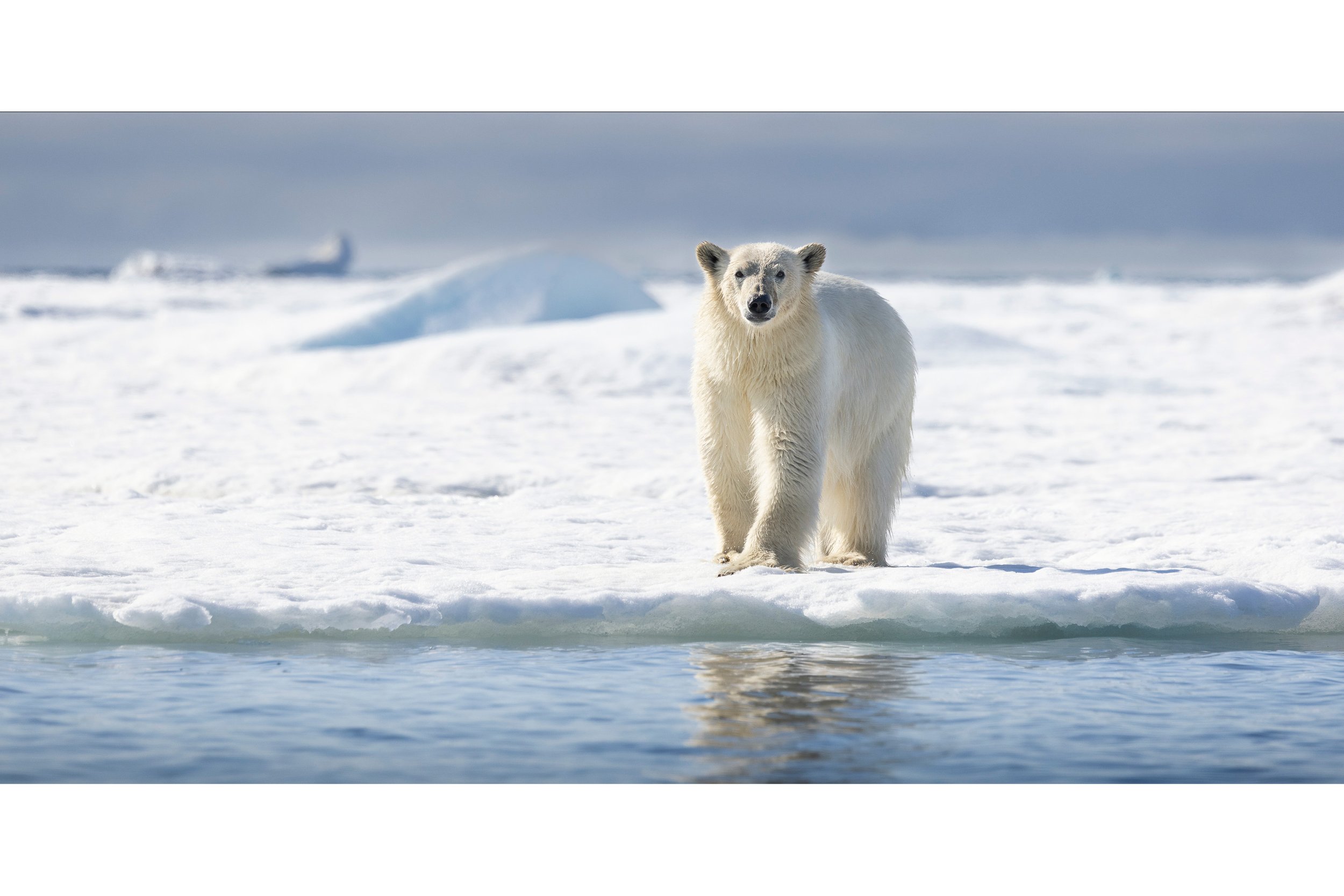 2023-07-09-Svalbard-446-2_polarr.jpeg
