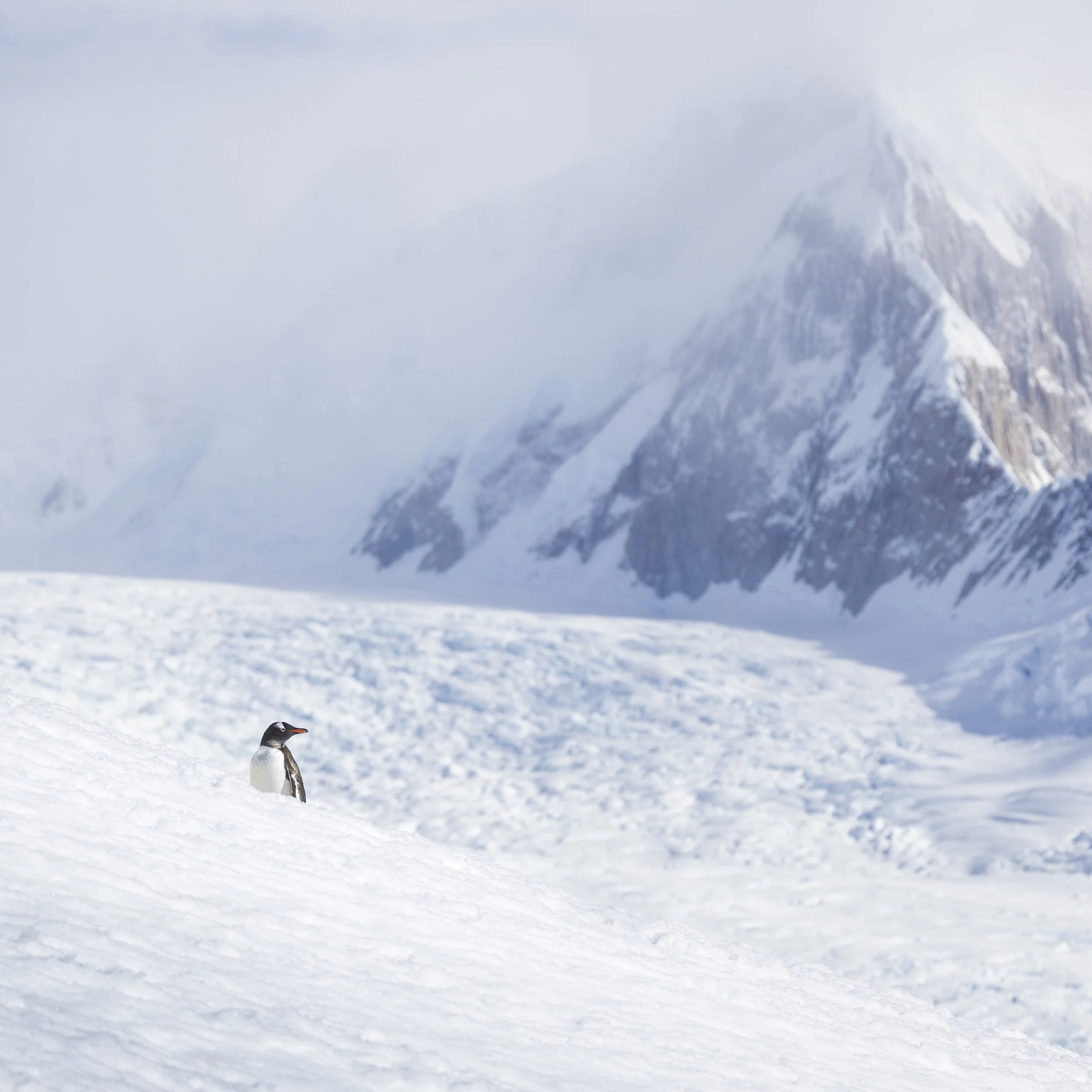 Talor_Stone_Antarctica_2023_45.jpg