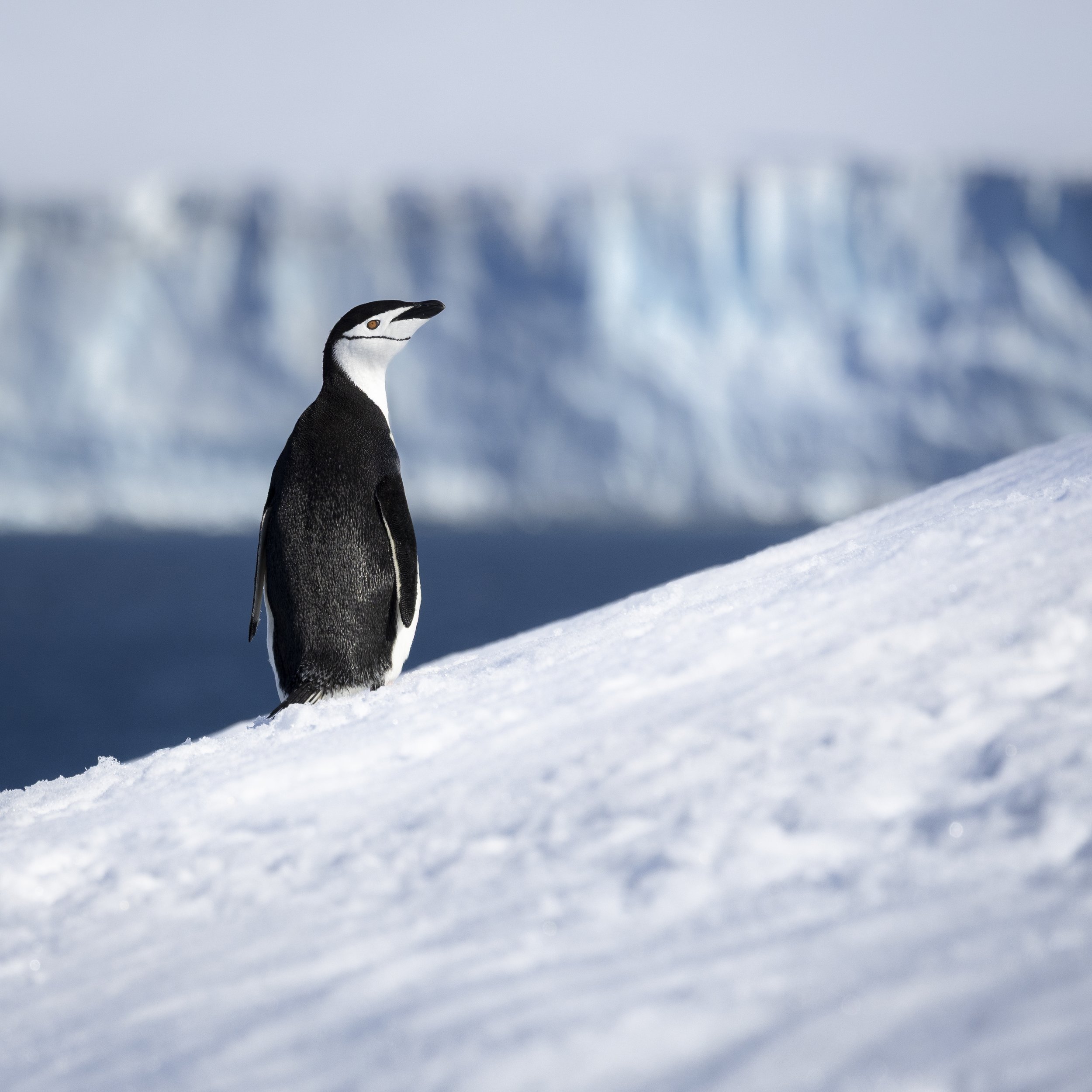 Talor_Stone_Antarctica_2022_4.jpg