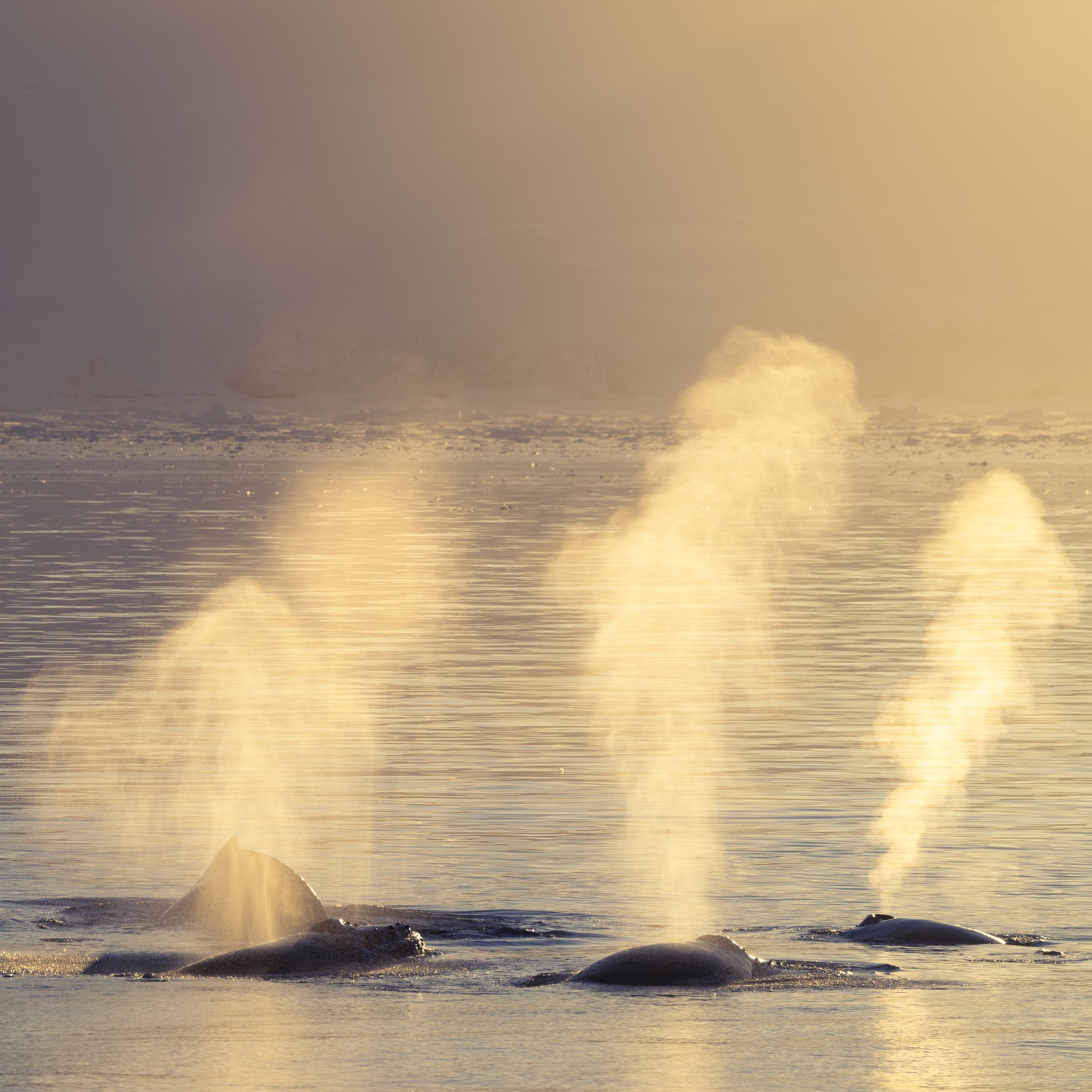 Talor_Stone_Antarctica_2022_11.jpg