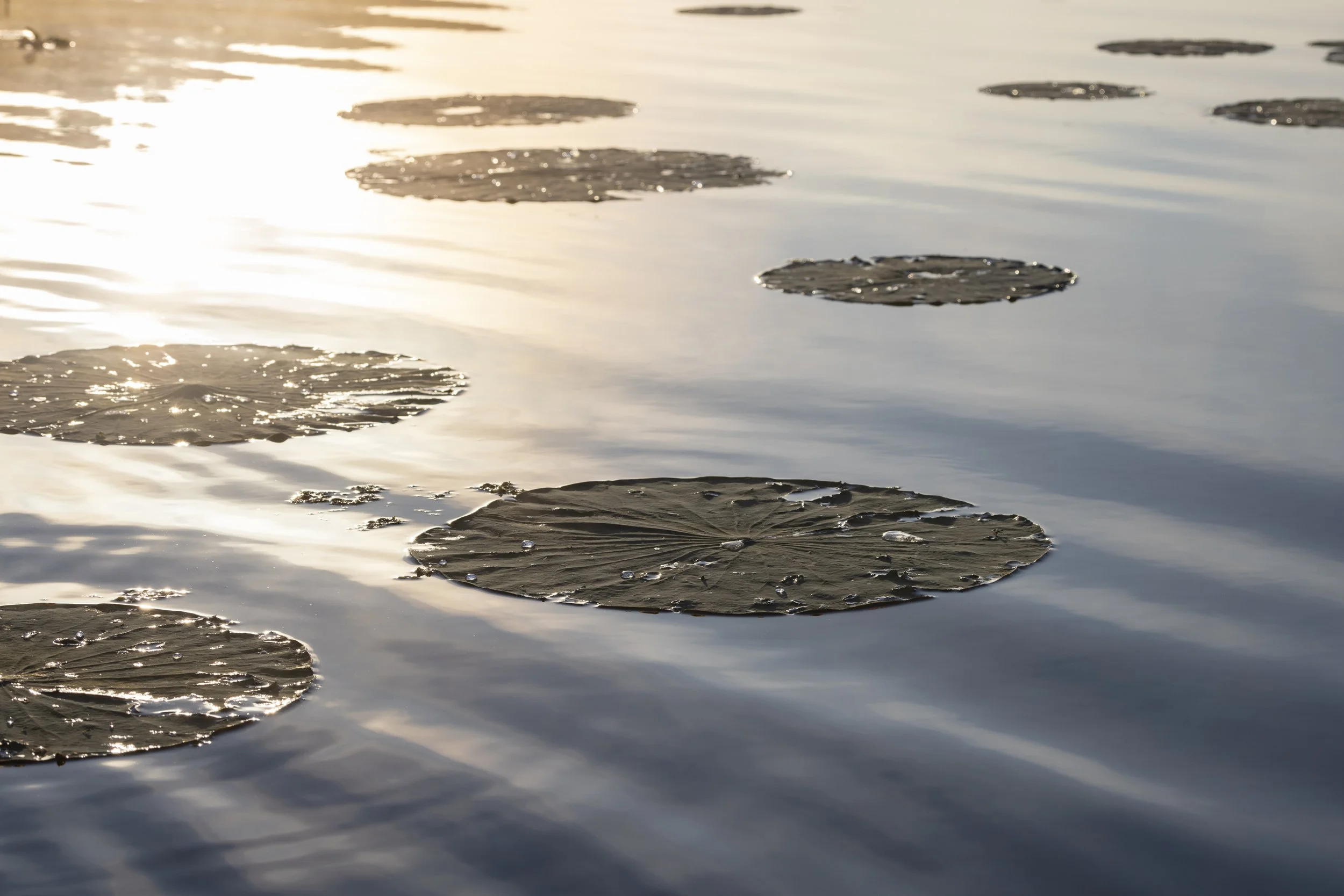 2021-11-05-Caddo Lake-155.jpg