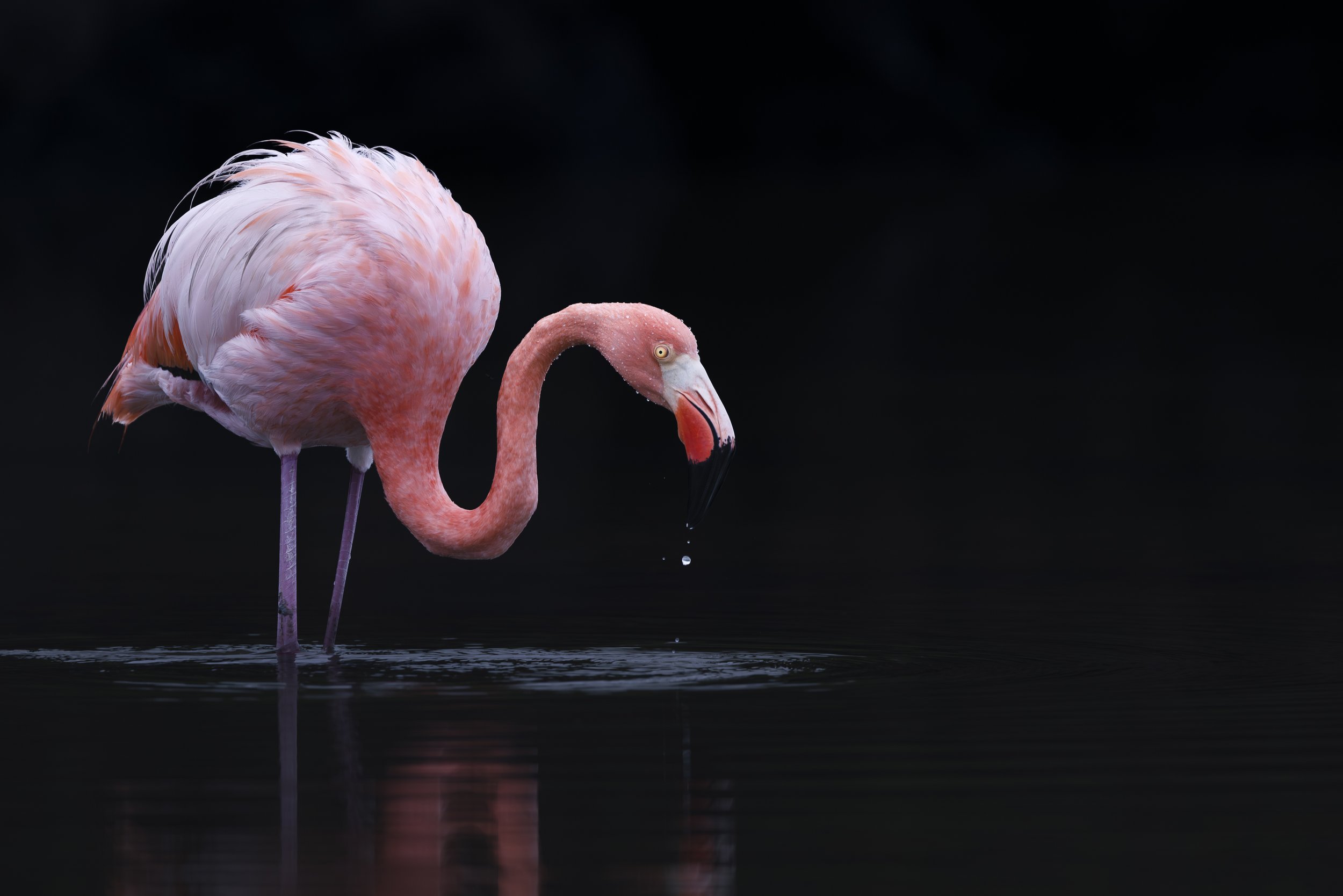 Galapagos  |  April 23-May 2, 2028