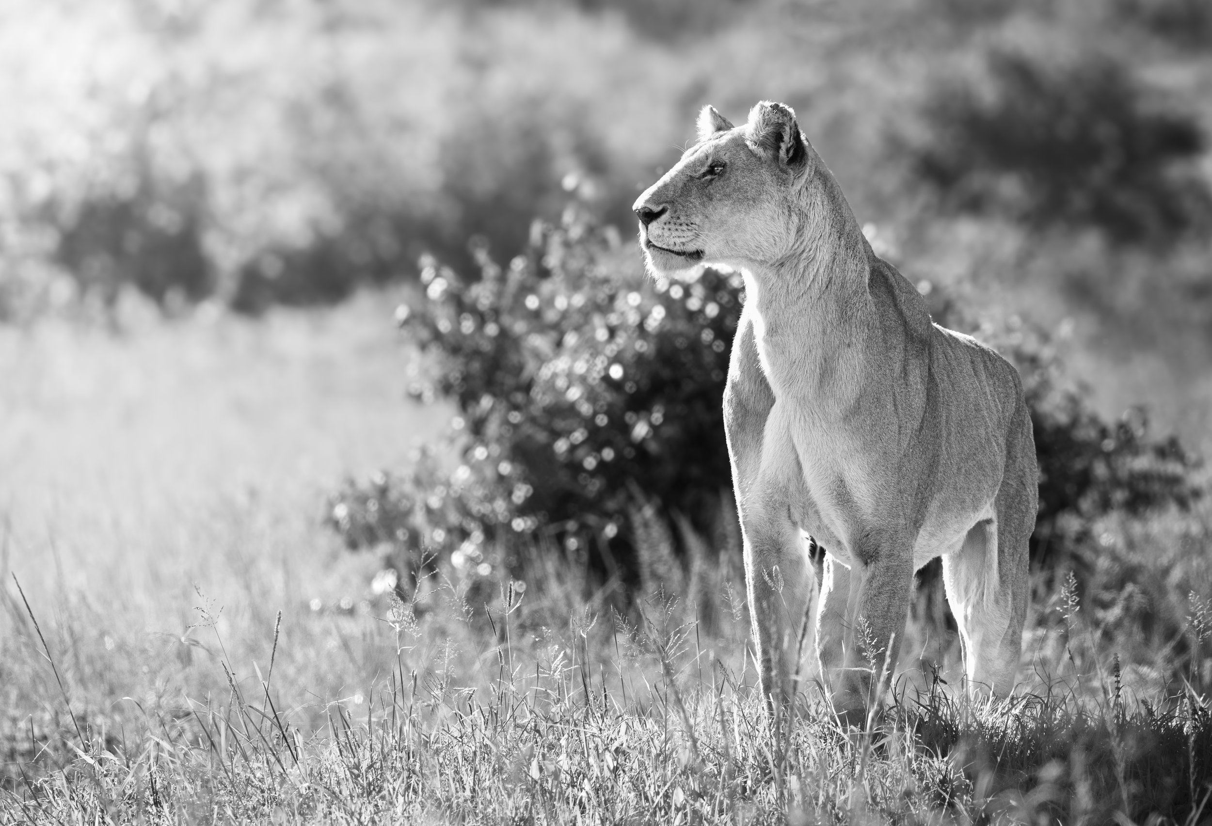 Talor_Stone_Kenya_2026_73.jpg