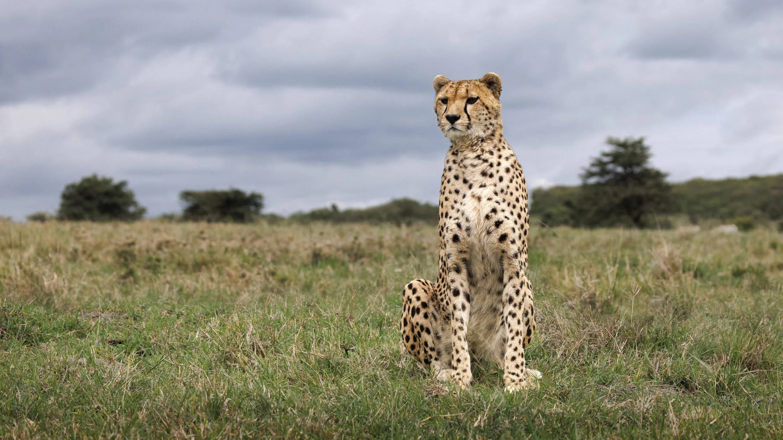Discover Safari: Kenya  |  June 23-July 1, 2027