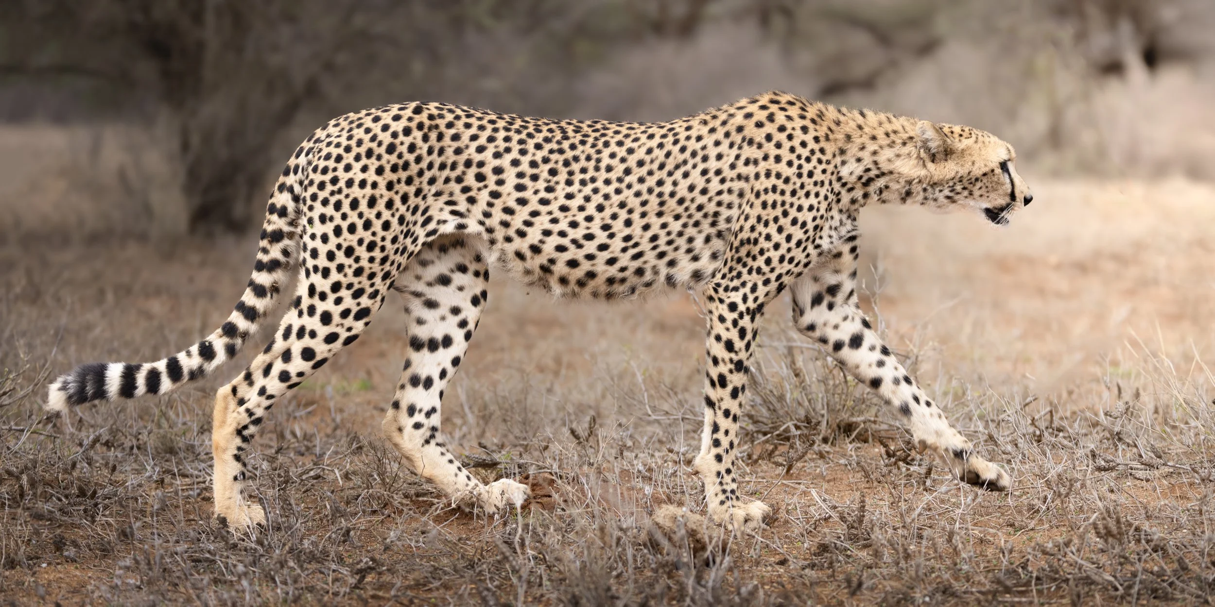 Talor_Stone_Kenya_2026_23.jpg