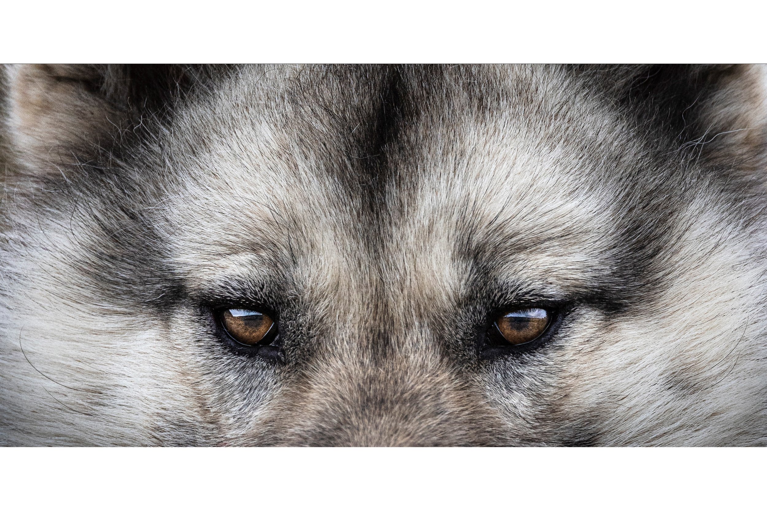 2022-07-12-Greenland-Dogs-92-Edit_polarr.jpeg