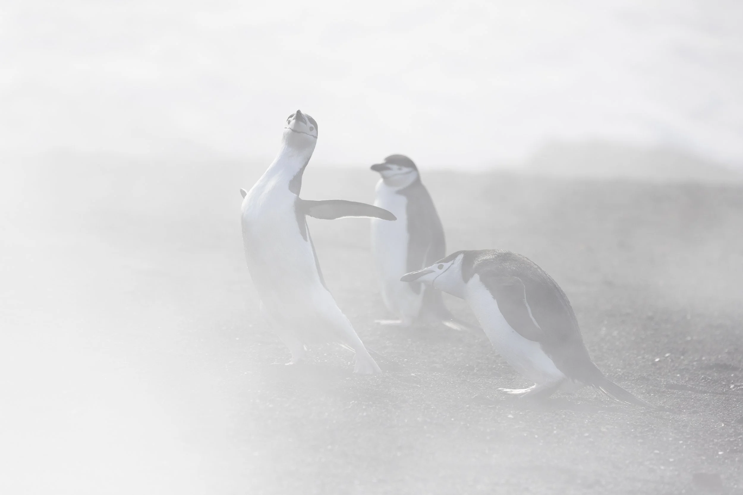 Talor_Stone_Antarctica_2022_24.jpg