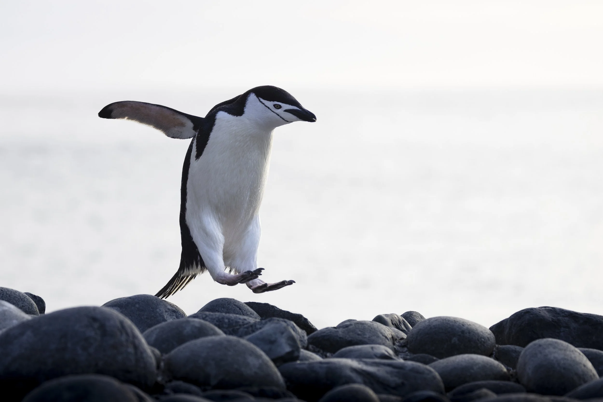Talor_Stone_Antarctica_2022_27.jpg