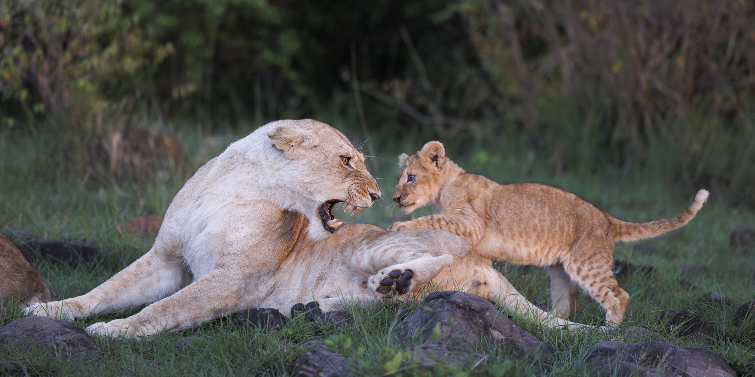 Talor_Stone_Kenya_2026_62.jpg
