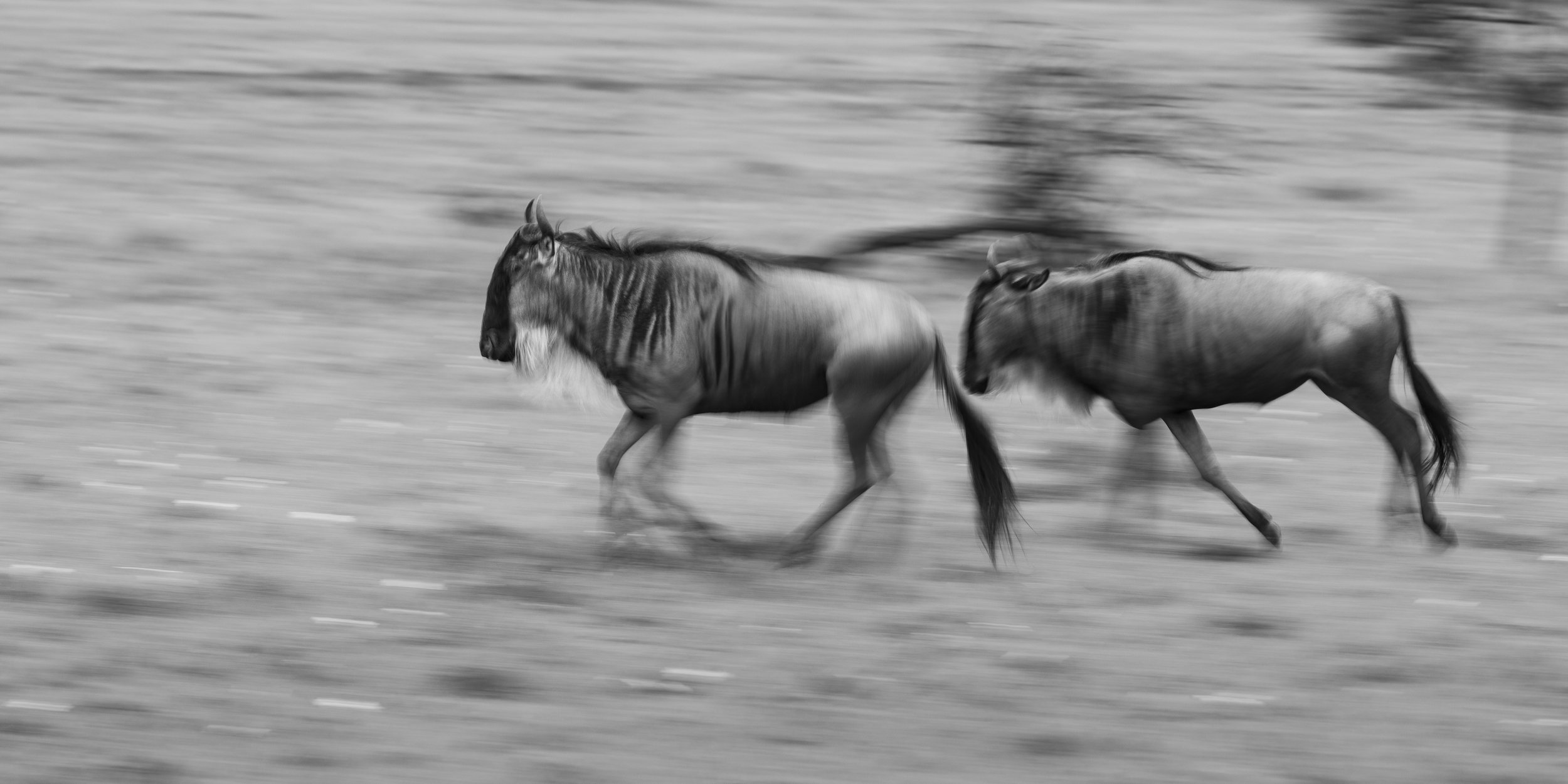 Talor_Stone_Kenya_2026_46.jpg
