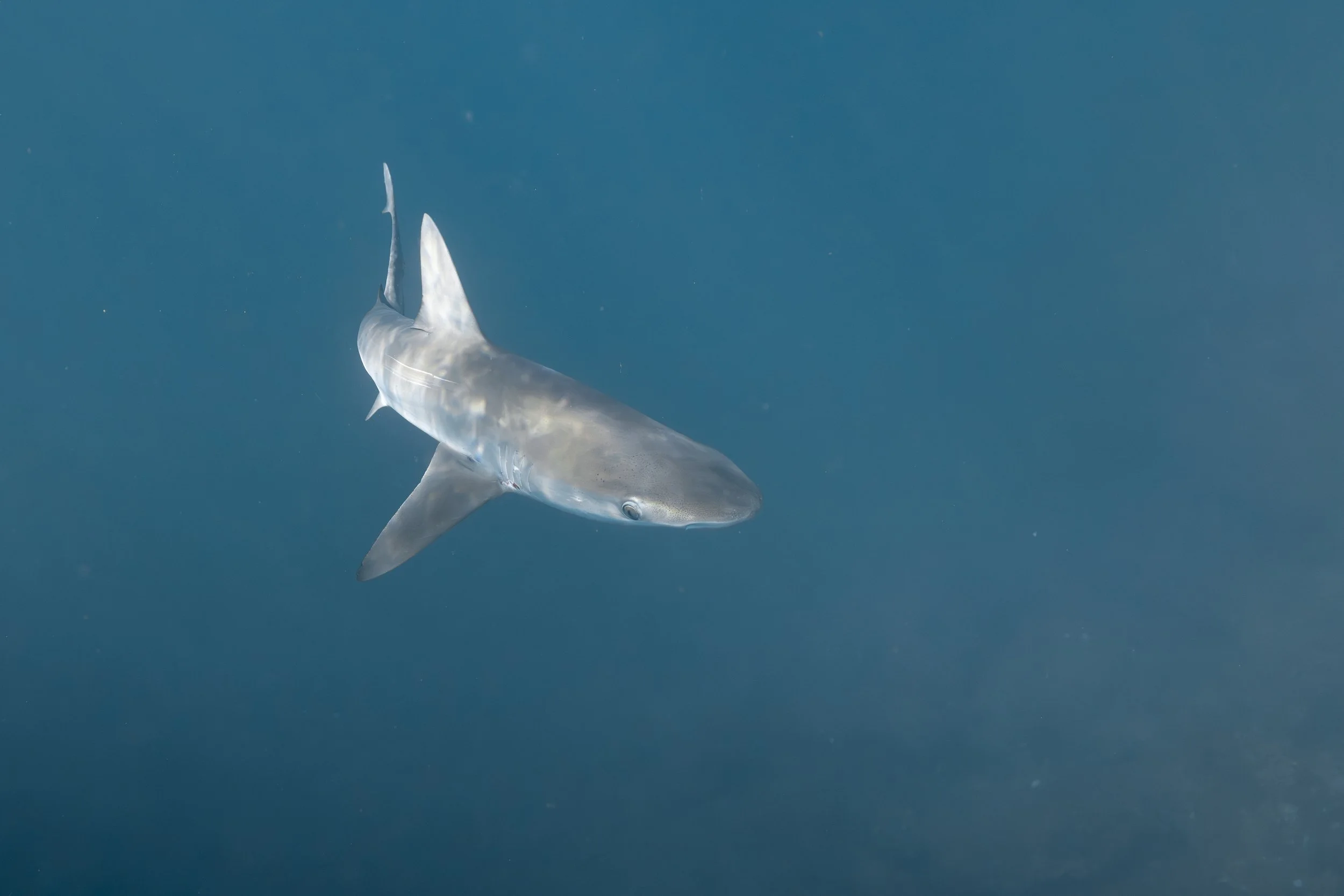 Talor_Stone_Galapagos_2025_17.jpg