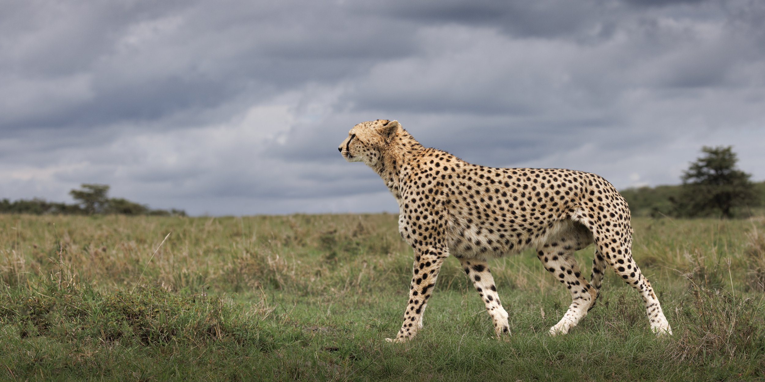 Talor_Stone_Kenya_2026_54.jpg