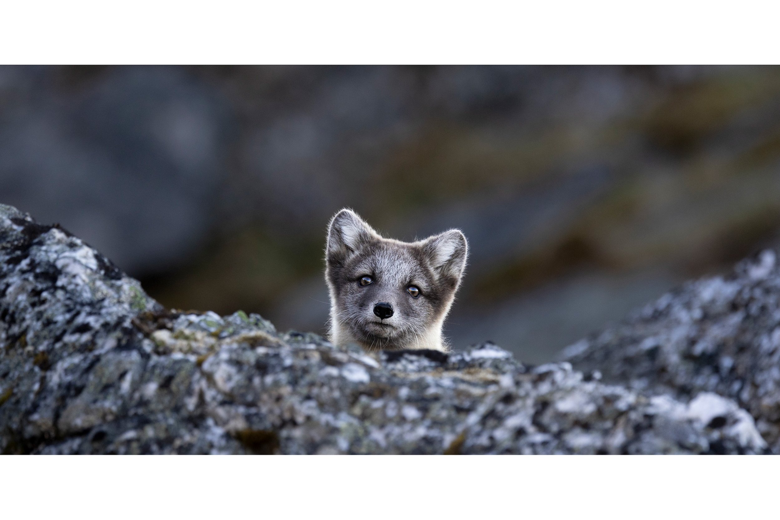 2023-07-06-Svalbard-82_polarr.jpeg