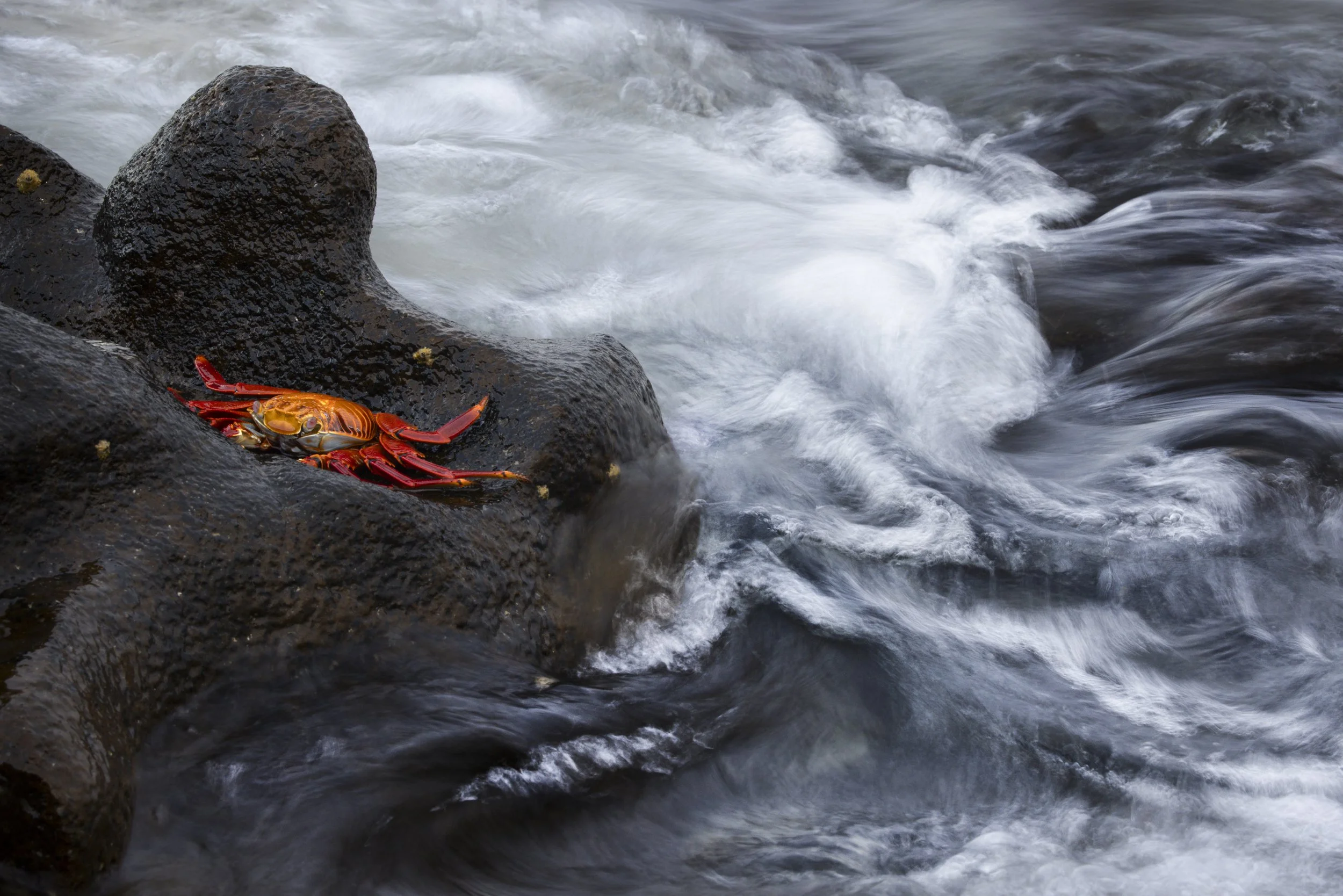2025-05-13-Galapagos-Bachas-44.jpg
