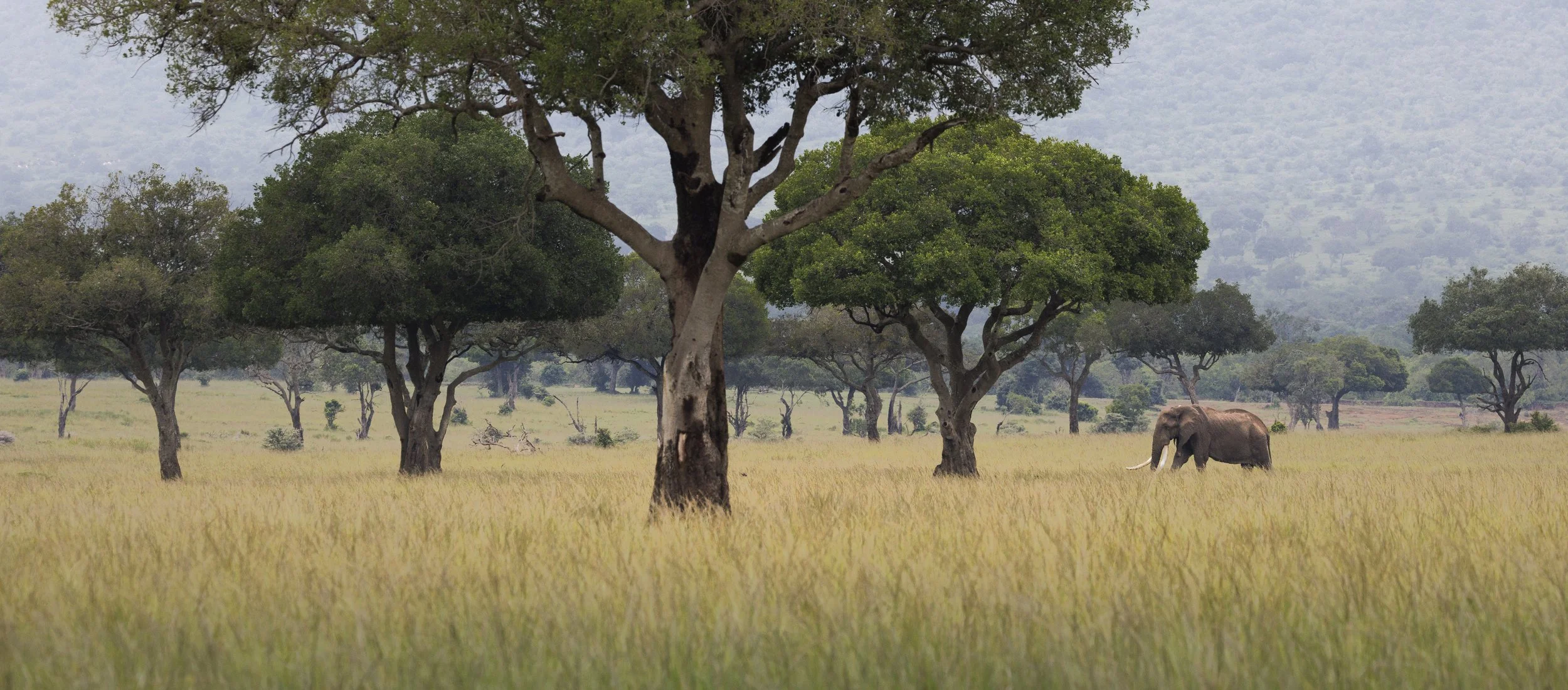 Talor_Stone_Kenya_2026_64.jpg