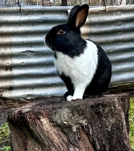 One of the bunny rabbits which are a favorite with the kids that visit Country Lane Retail Village in Frankton, Queenstown. 