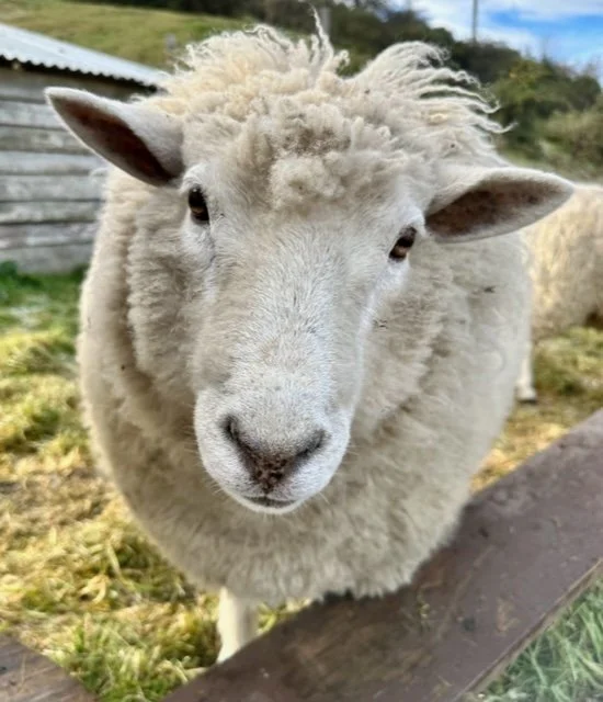 One of the friendly sheep at Country Lane Retail Village in Frankton, Queenstown.