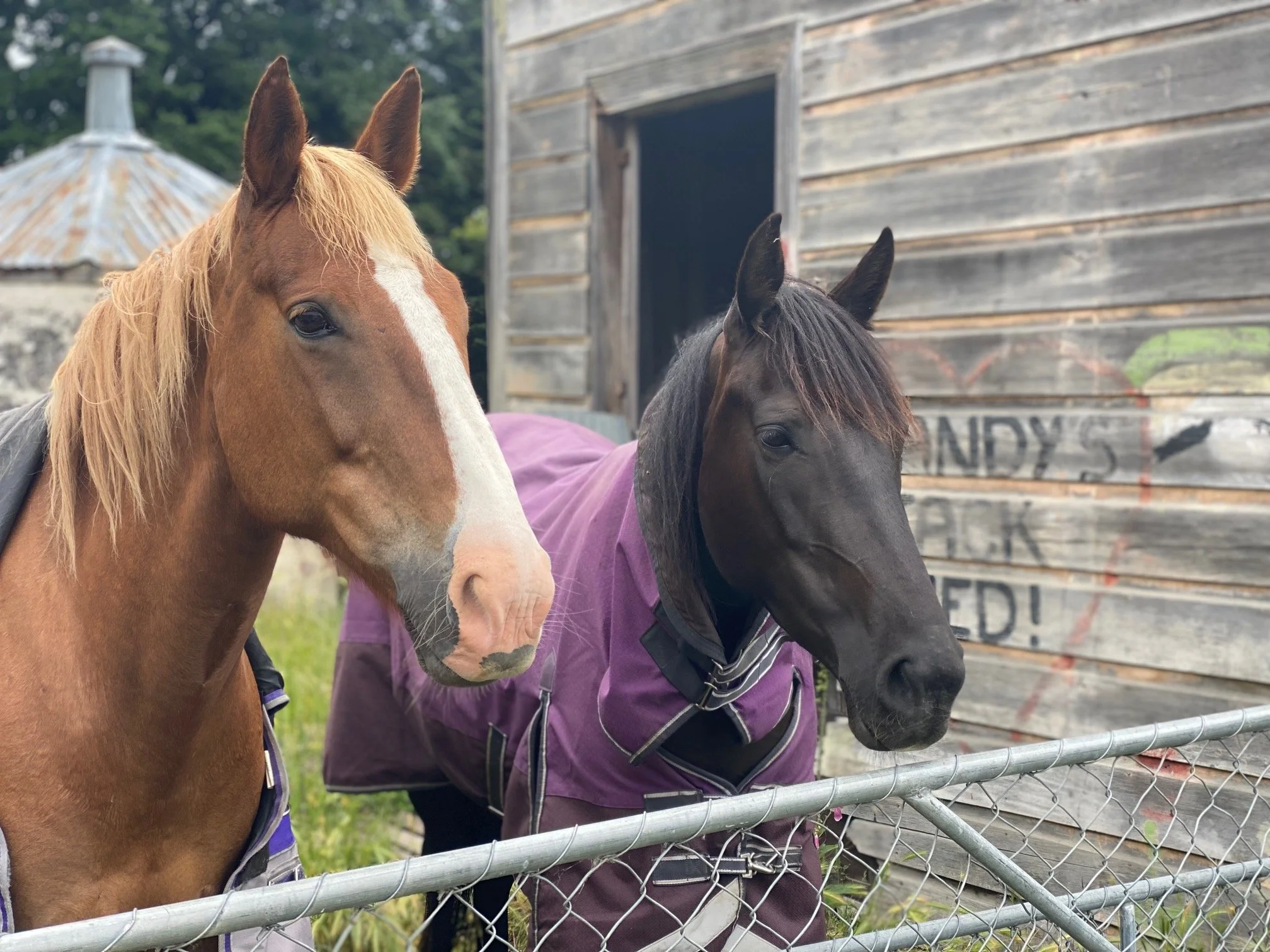 Some of the horses and ponies you can meet when visiting Country Lane Retail Village in Frankton, Queenstown.