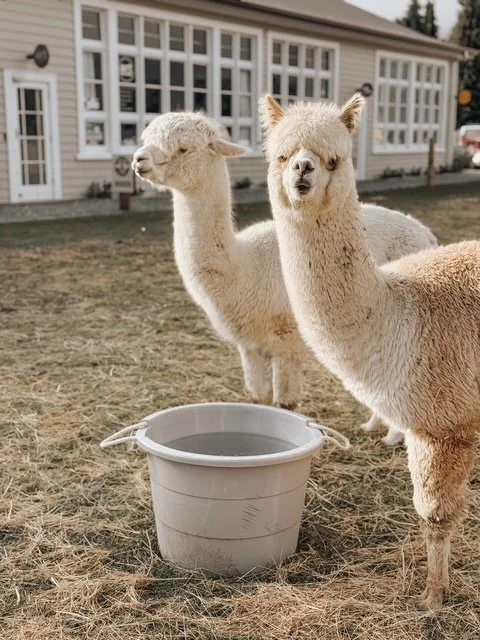 Fred and Steve the two Alpacas at Country Lane