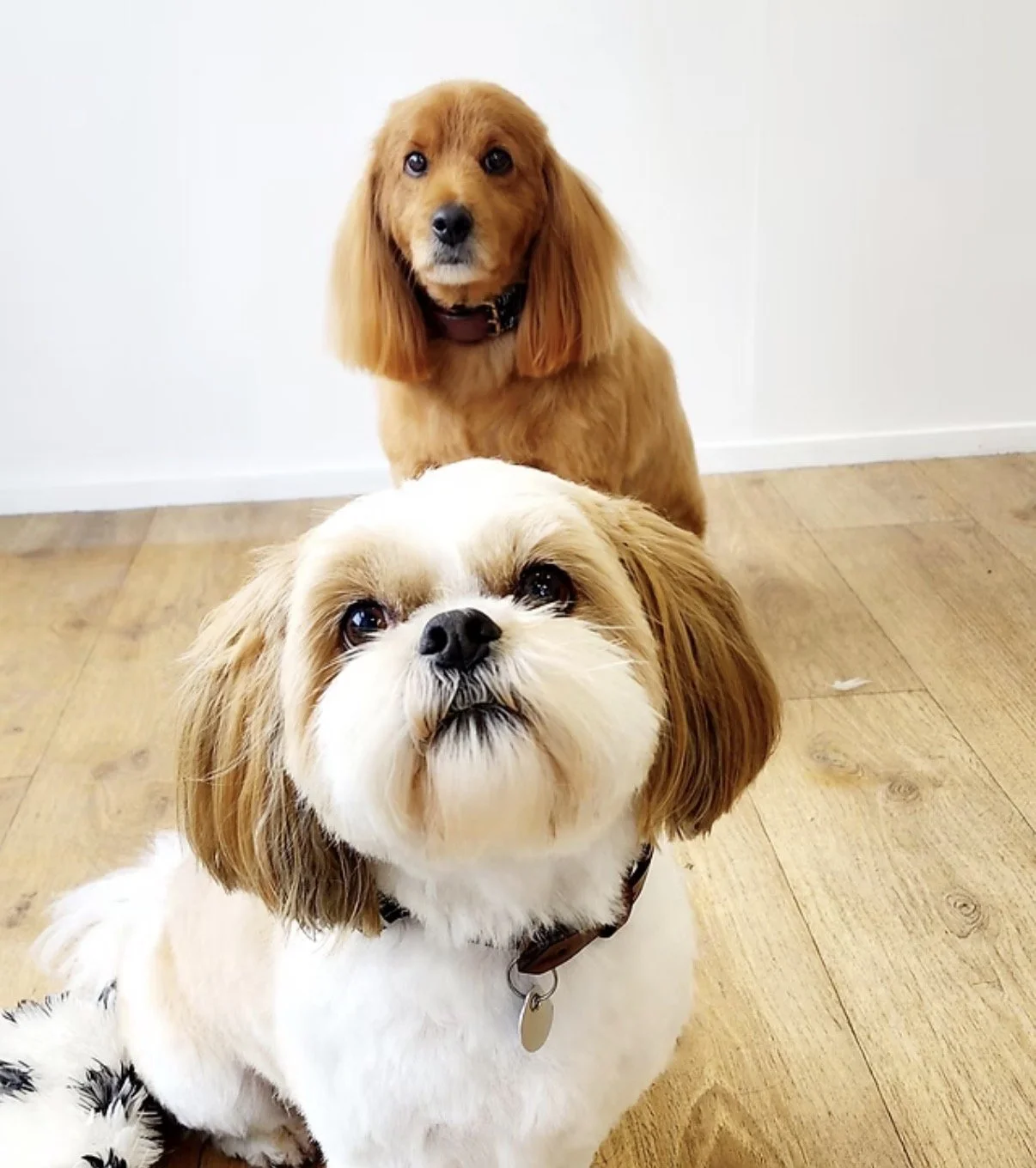 Posh Paws takes care of all aspects of dog grooming in Queenstown, New Zealand.