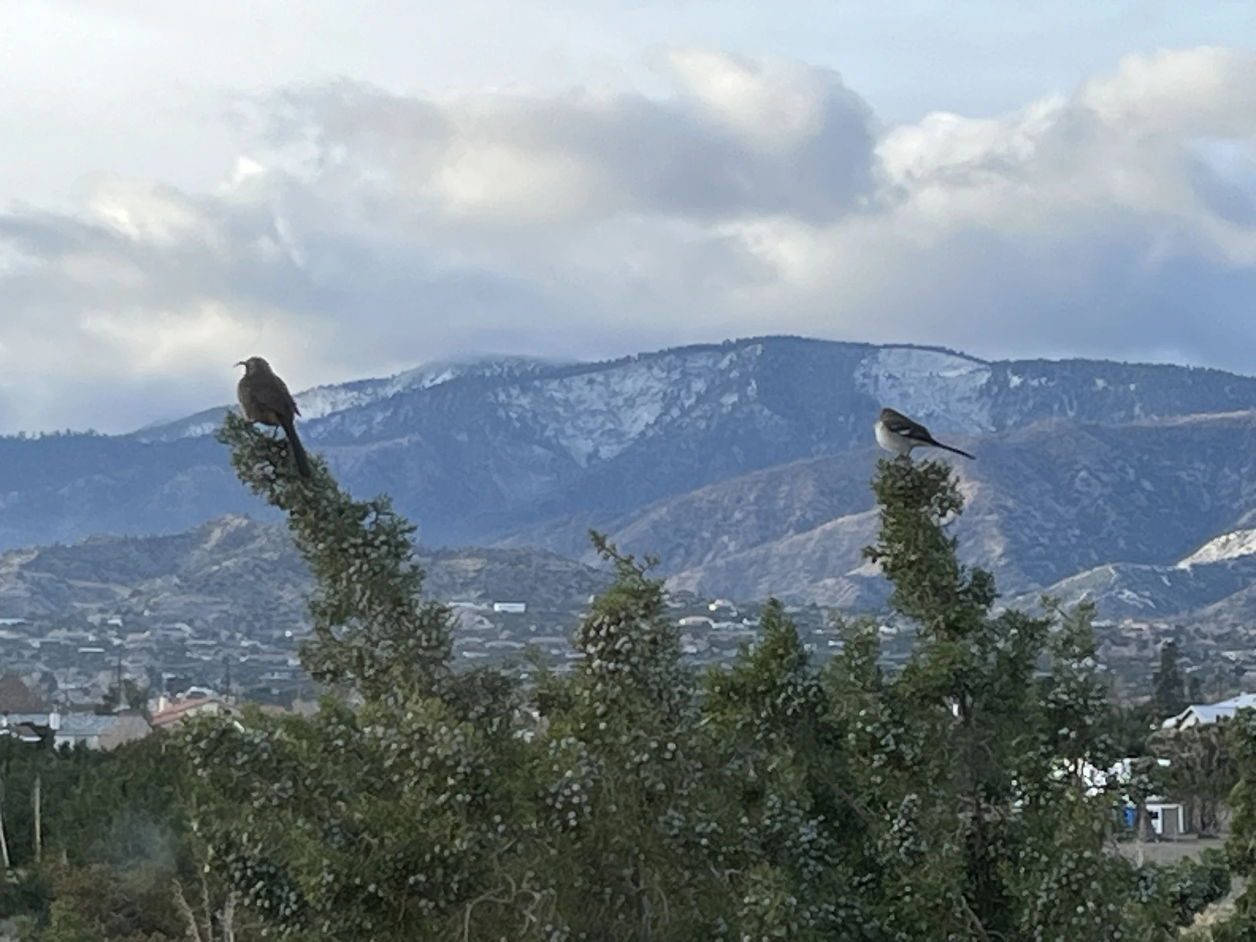 Two birds perched on trees in front of a mountainous landscape with snow-capped peaks and clouds in the sky.