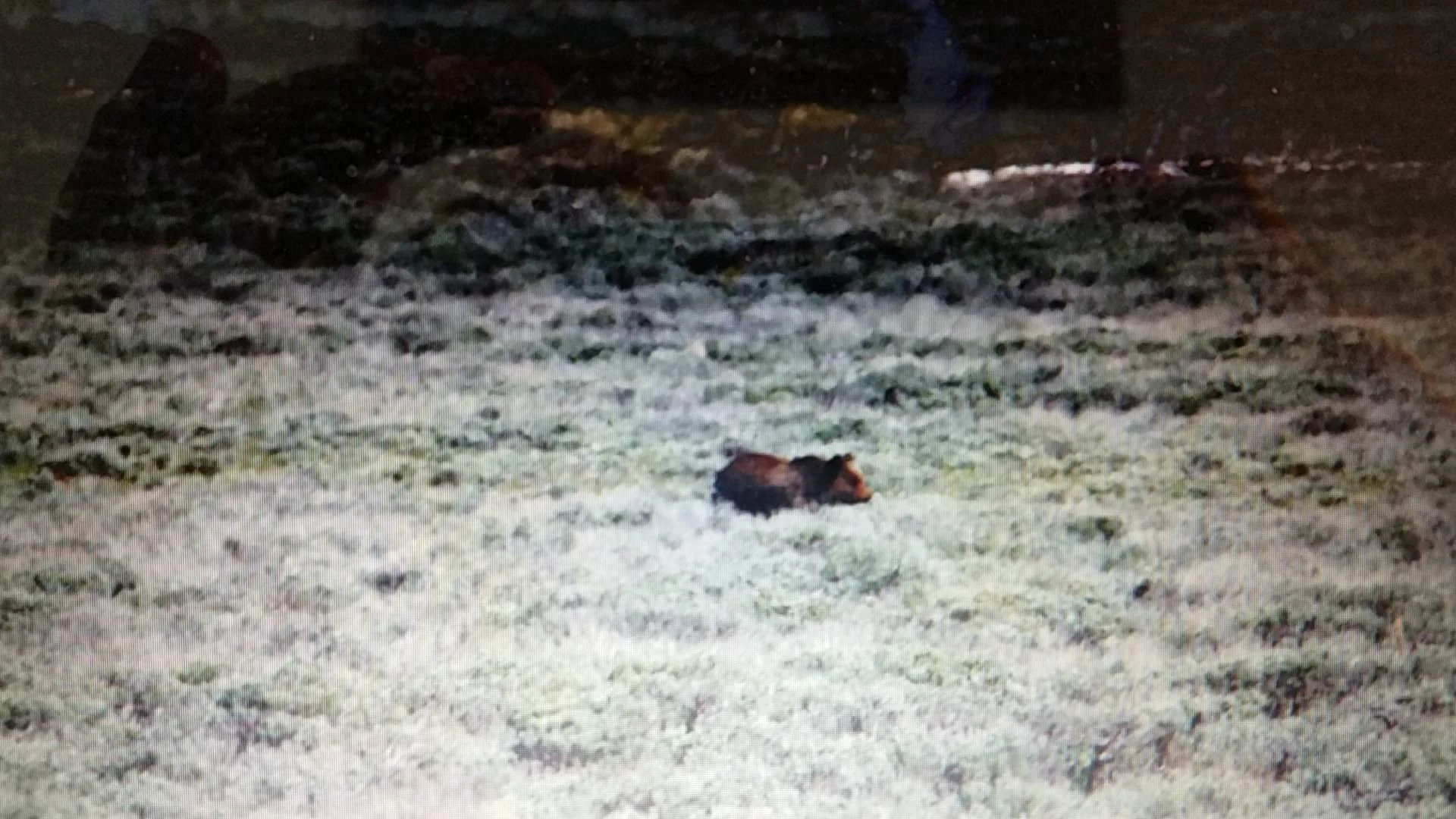 A grizzley bear walking through the brush in a meadow in the heart of Yellowstone National Park, a stream nearby. This is about 800 Meters or Yards away from my 250-500mm zoom lense. They are not to be trifled with at any time.