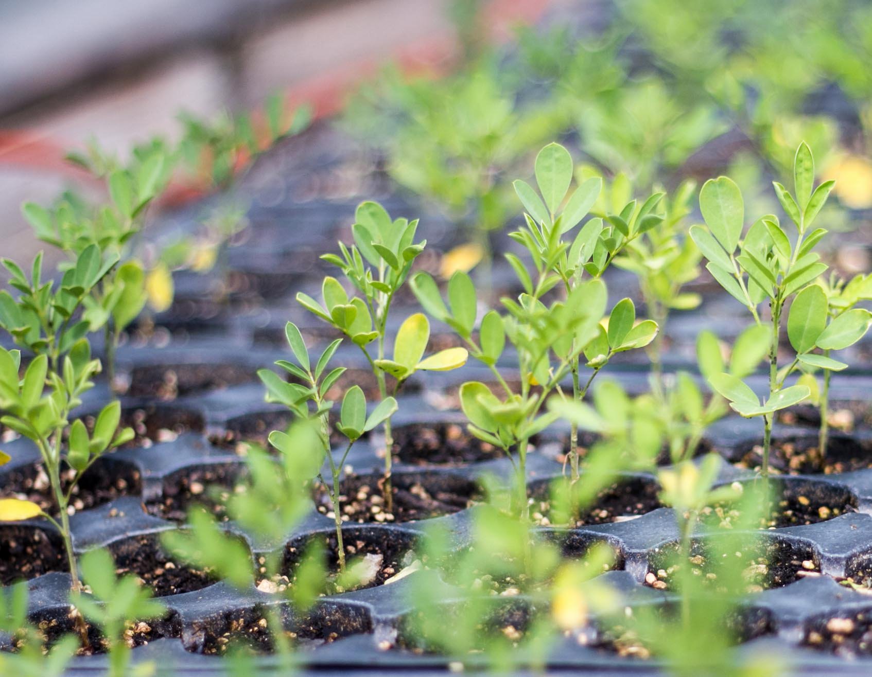 IndigoSeedlings_ICICphoto (1) - Jessica Smith.jpg
