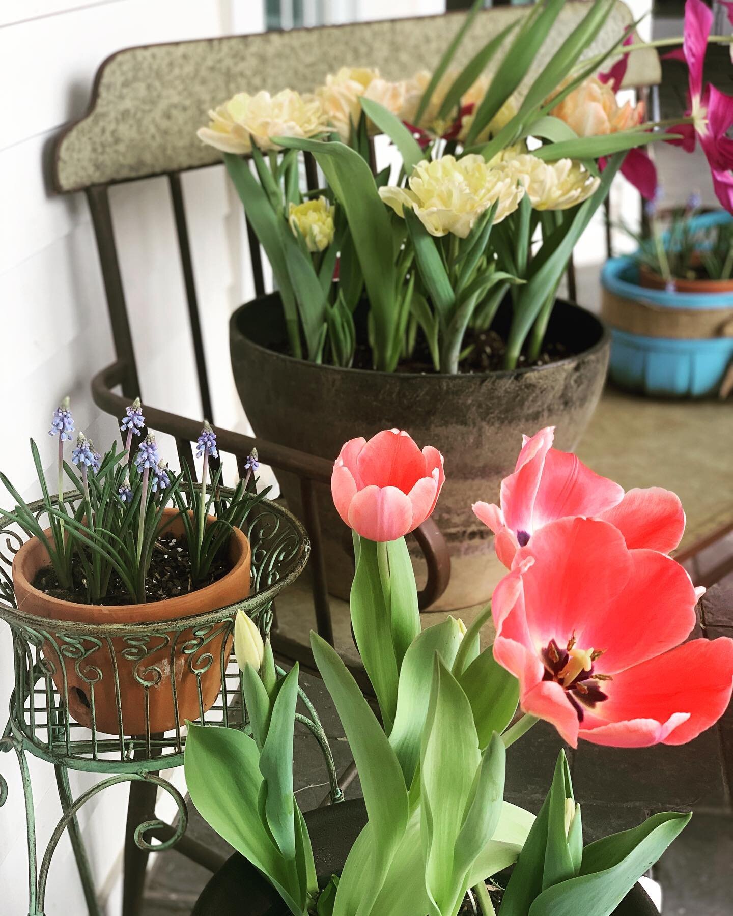🤍🖤 The days are getting longer and the flowers are getting taller. The best part of spring is playing in the dirt! 

Welcome to the #HomesWithPurpose tour! 

Come join us to meet new friends &amp; discover beautiful homes, floor plans and decor. I 
