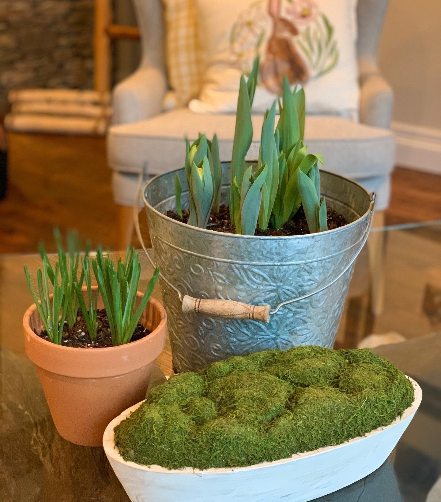 🤍🤍 It&rsquo;s almost spring and I couldn&rsquo;t be happier. These bulbs were saved from the winter storm and will be blooming soon!
&bull;
Come join us to meet new friends &amp; discover beautiful homes, floor plans, and decor. I know you&rsquo;ll