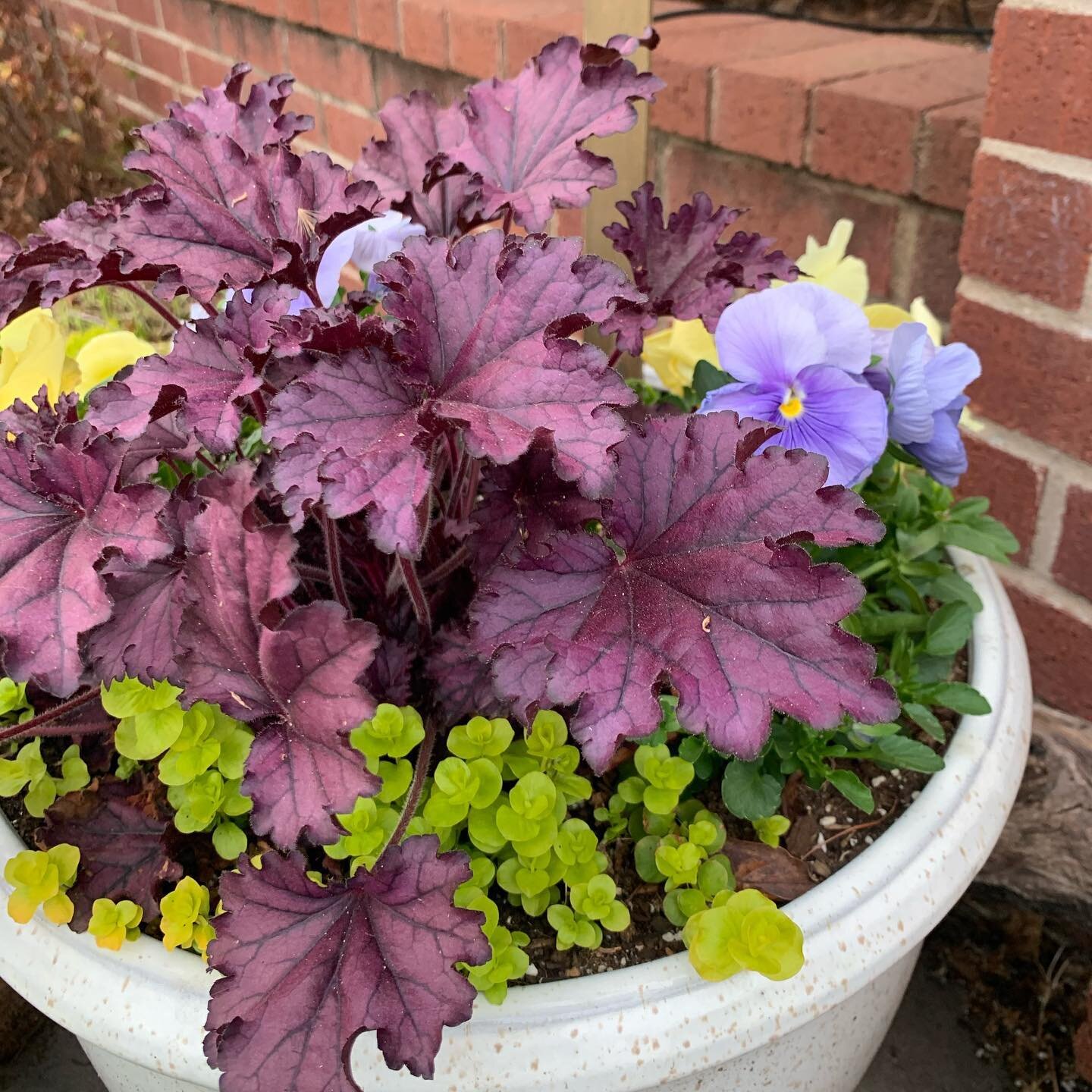 Nothing says spring like new growth from perennials 👩🏻&zwj;🌾 

This spring container has creeping jenny, pansies, and a Grape Timeless Heuchera! This heuchera will be moved to a shadier spot once the heat of summer is here!
&bull;
&bull;
&bull;
&b
