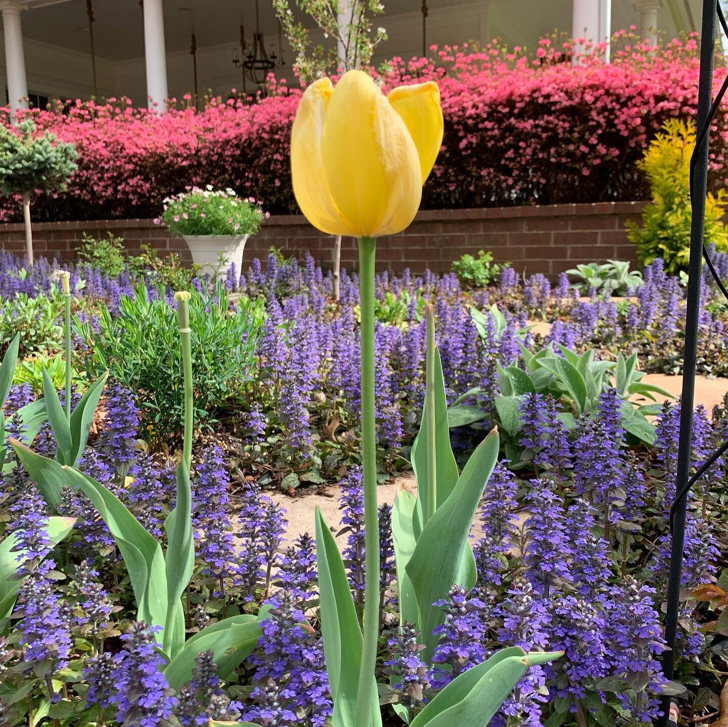 Spring blooms are here, summer perennials are flushed out with new growth, and the azaleas are alive and well!! 

The garden is ready for another season!
&bull;
&bull;
&bull;
&bull;
&bull;
#gardensofinstagram #gardening #tulips🌷 #azaleas #dogwoodtre