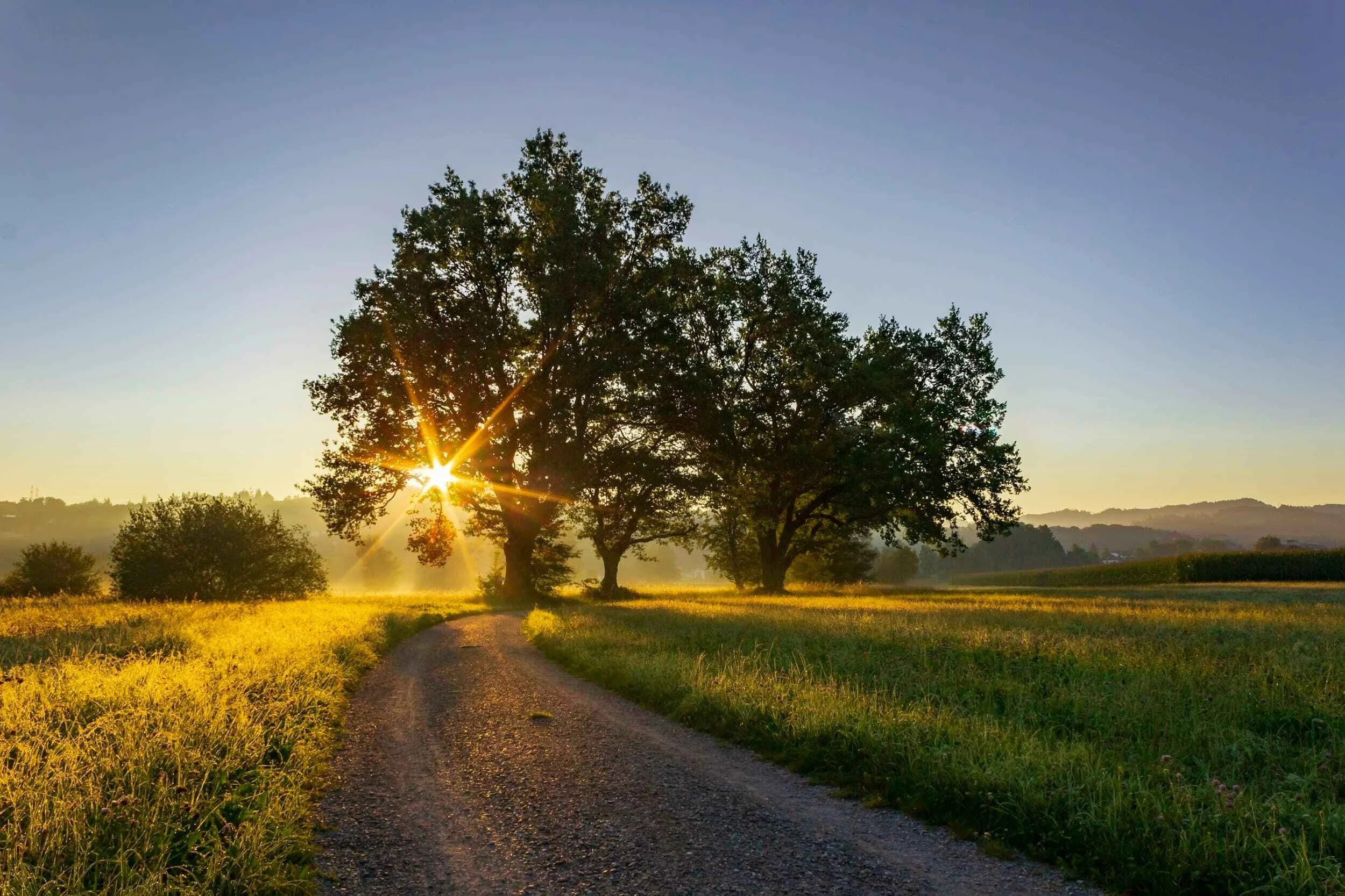 Bright sun behind a tree highlighting a path forward