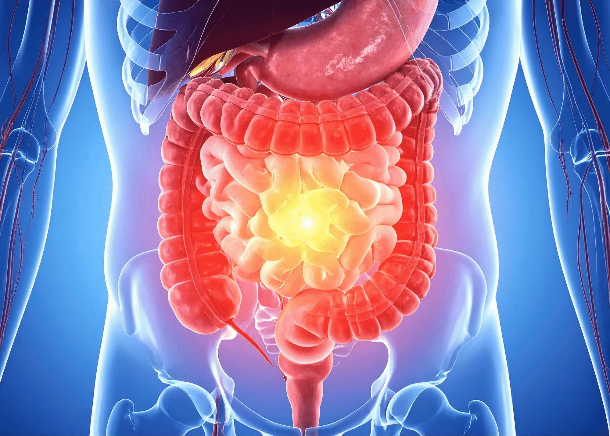 Image of the digestion system