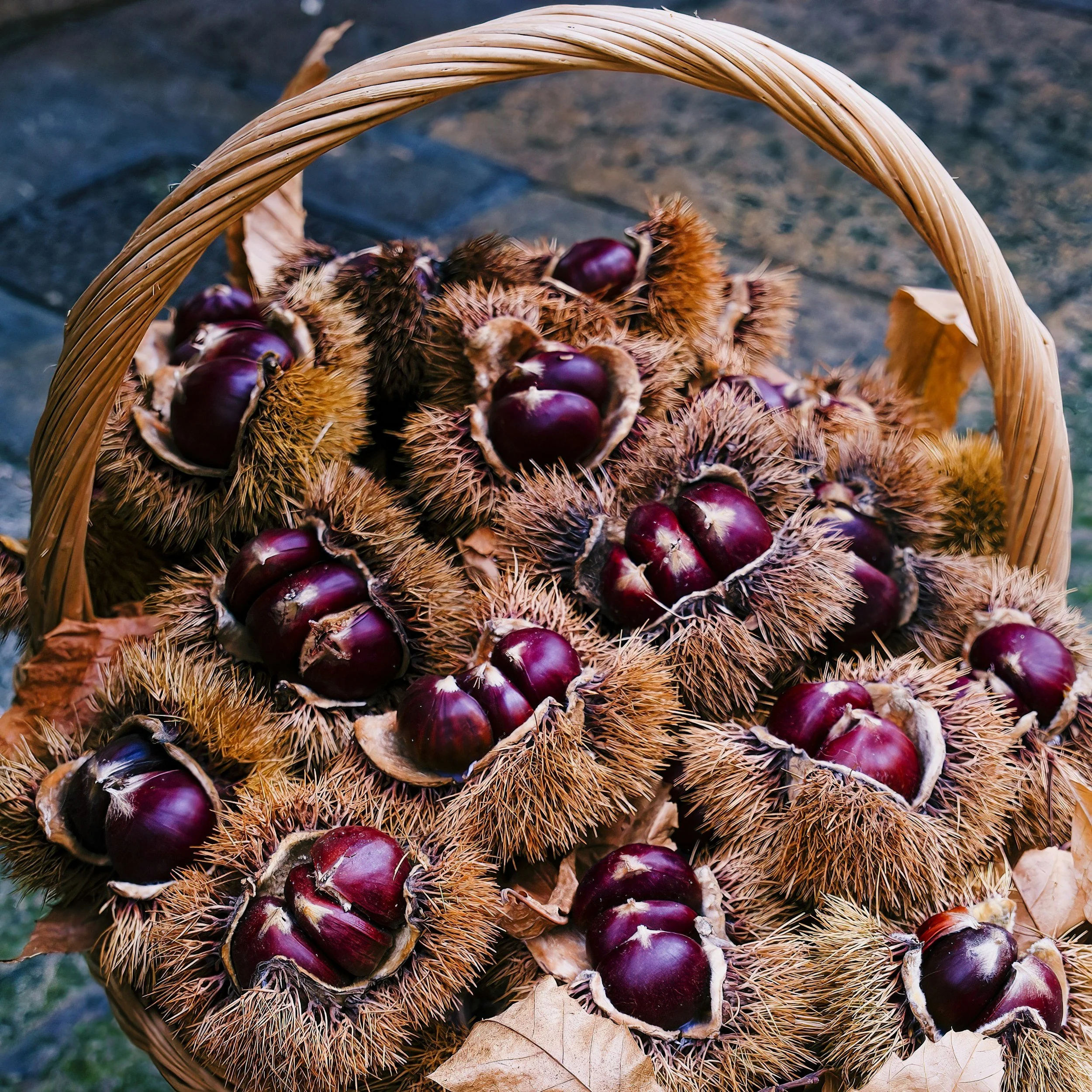 Energetics of Chestnuts: A Holiday Treat