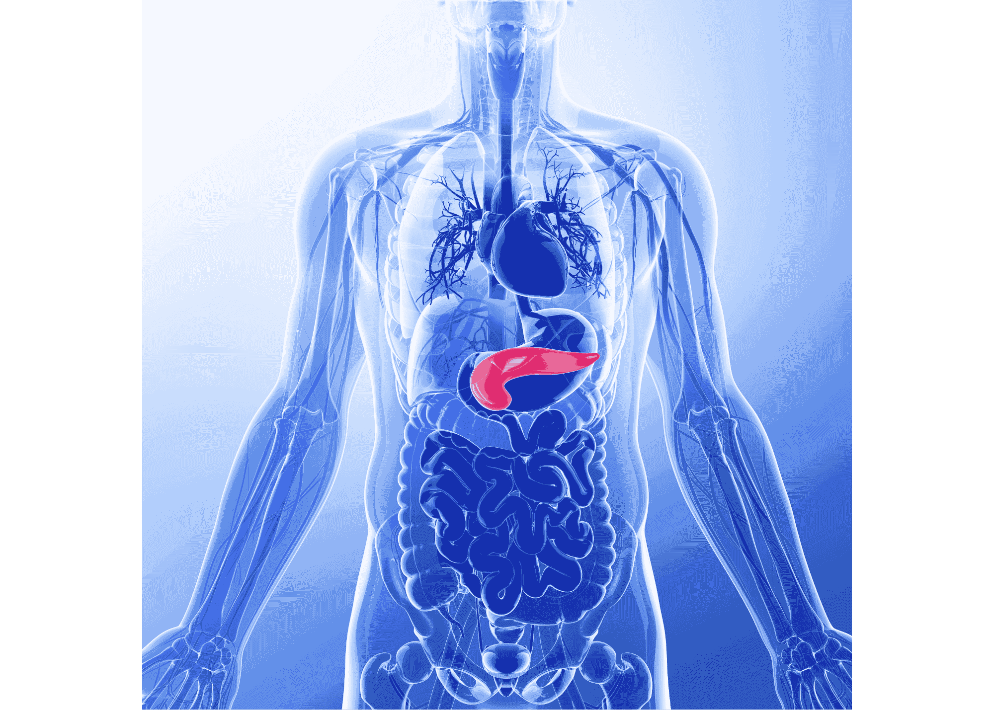 Pic of the internal organs with the pancreas highlighted