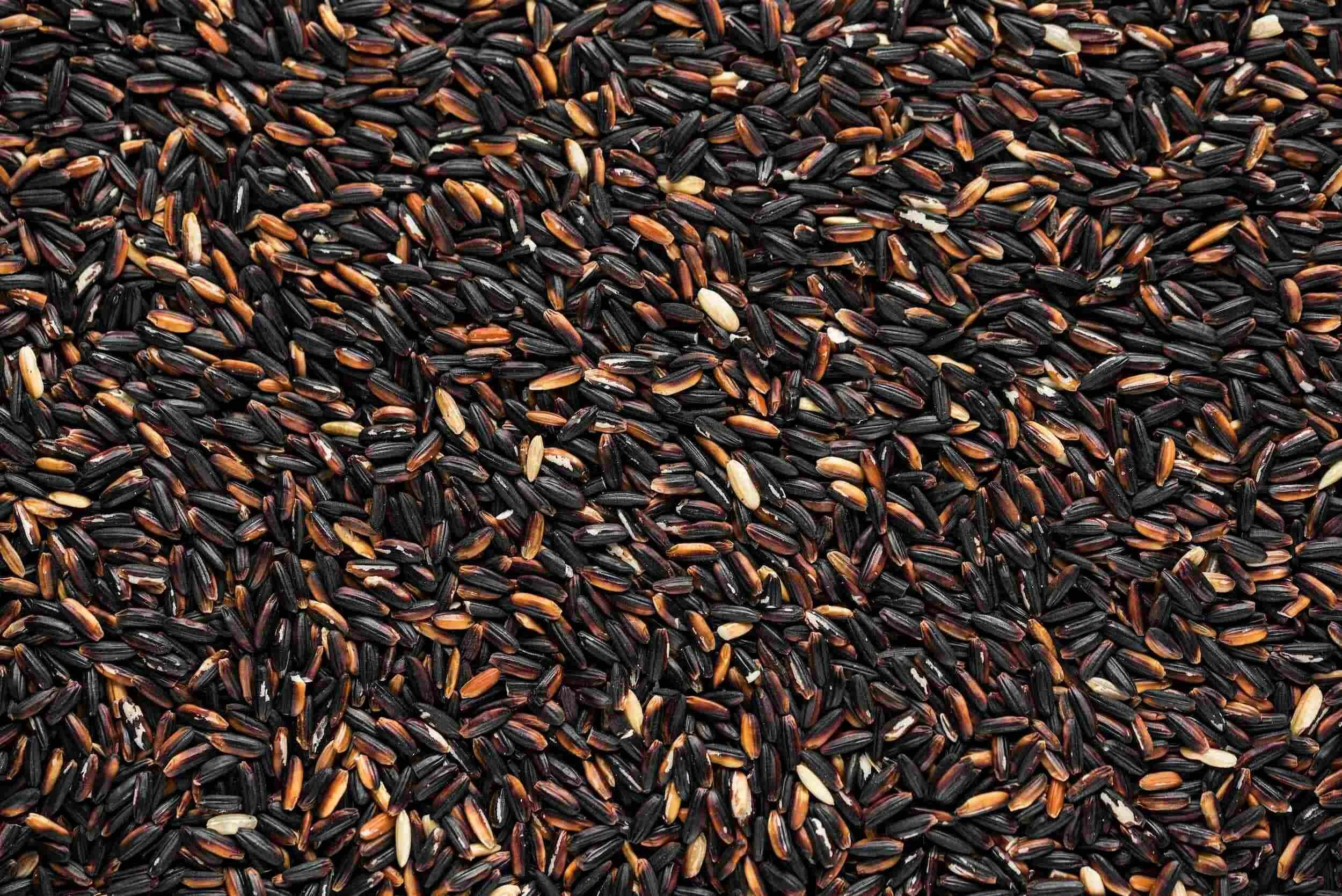 Rice in TCM