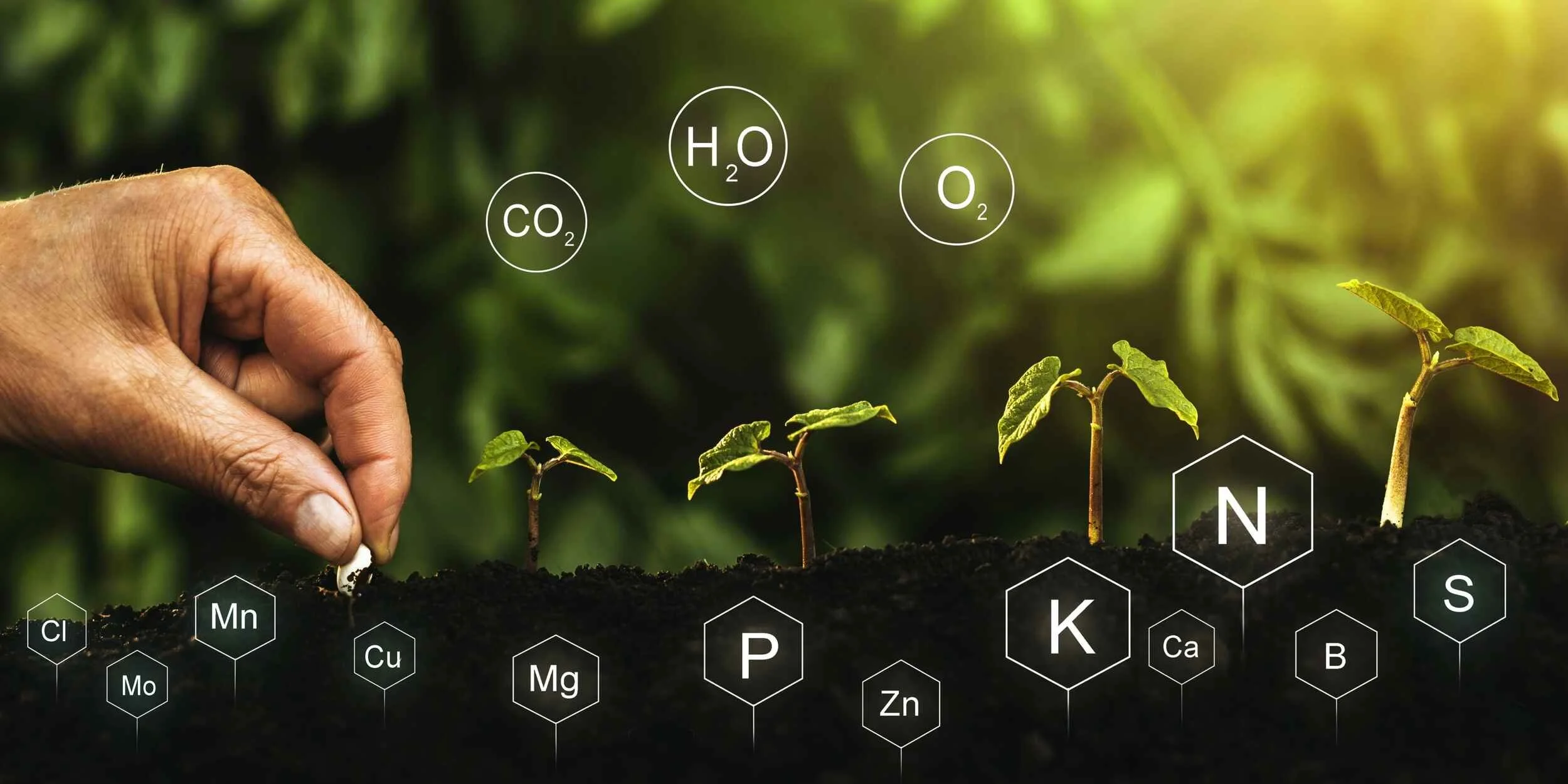 Custom Nutrients