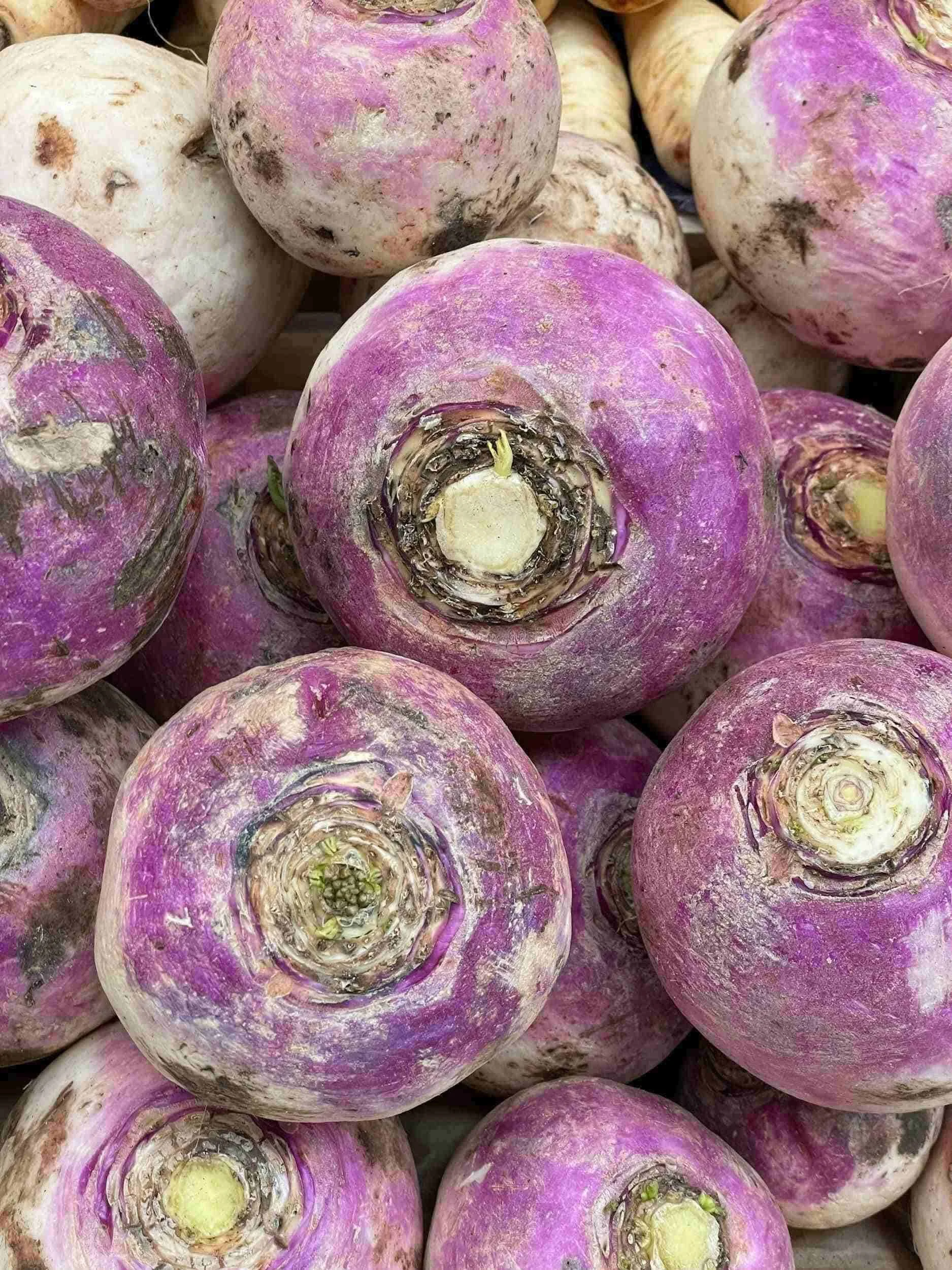 A pile of freshly harvested rutabaga