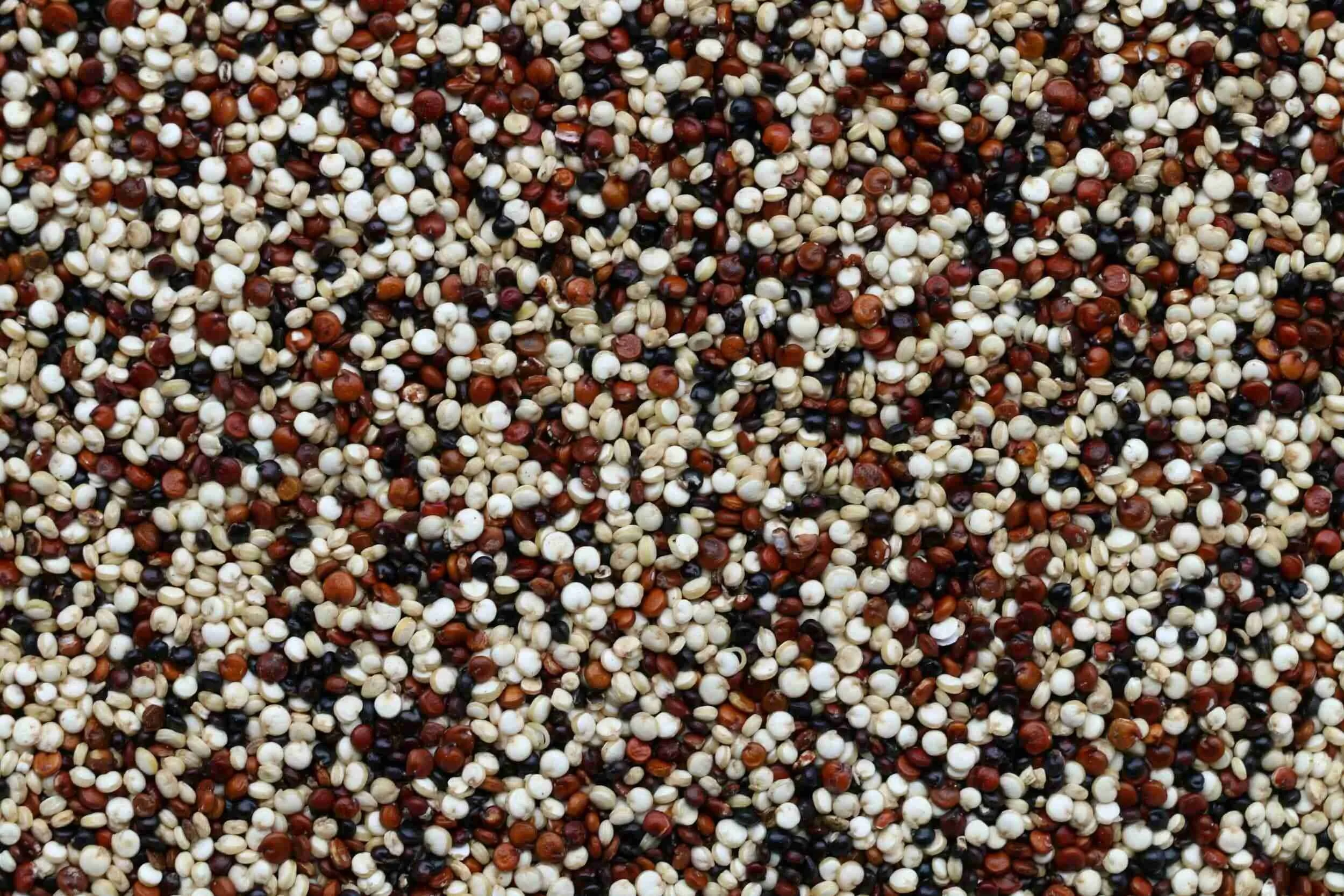 red, white, black quinoa, benefits of quinoa, energetics of food, quinoa, east west wellness